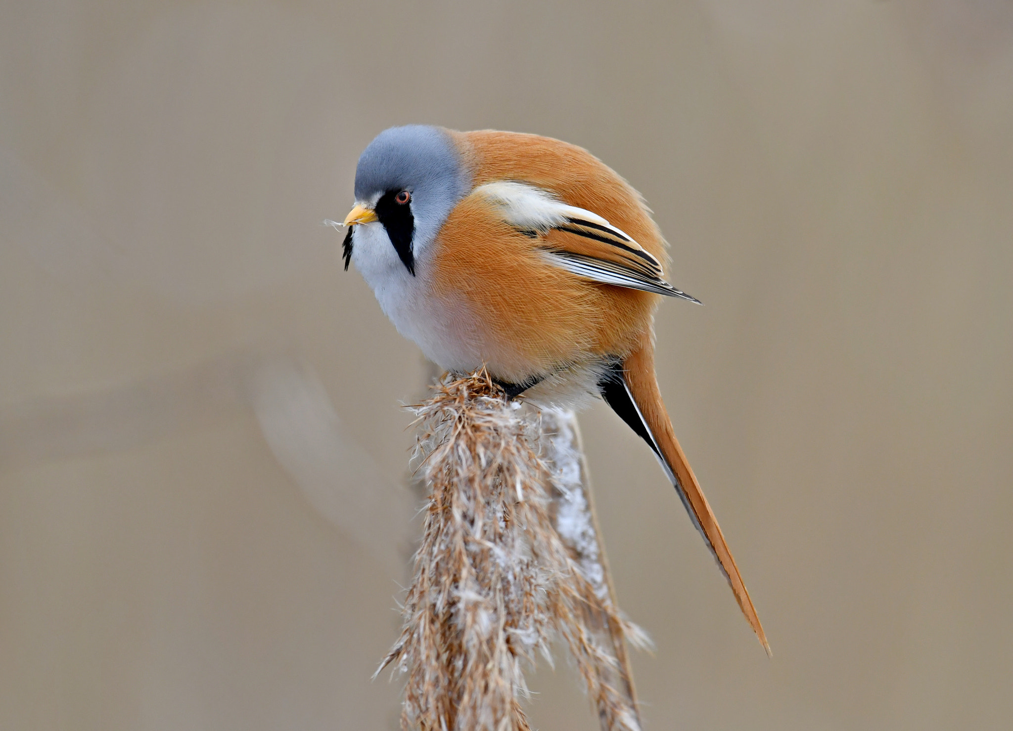 Nikon AF-S Nikkor 600mm F4G ED VR sample photo. Bearded reedling photography