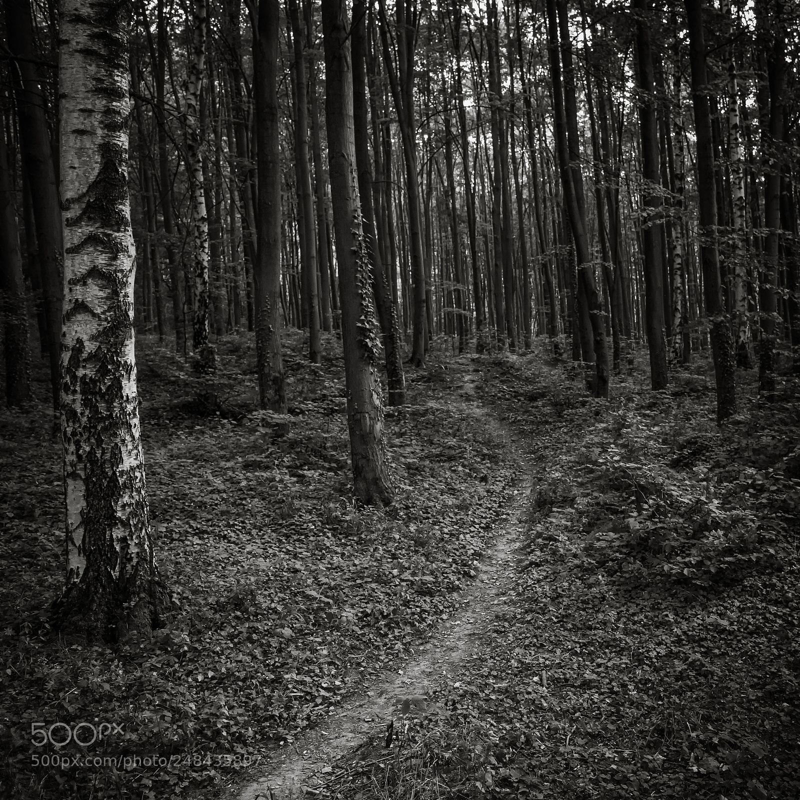 Nikon D3200 sample photo. Path through the magic photography