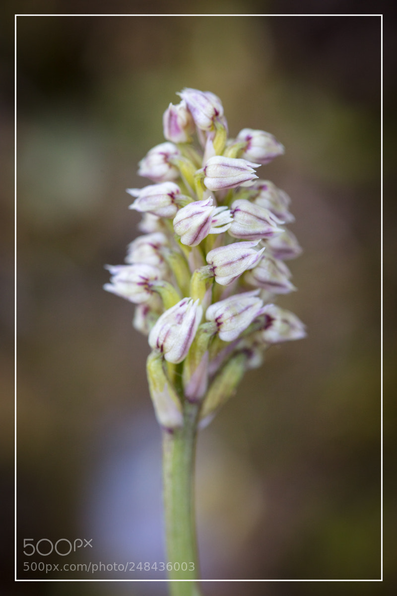 Canon EOS 5DS R sample photo. Neotinea maculata sardaigne sardinia photography
