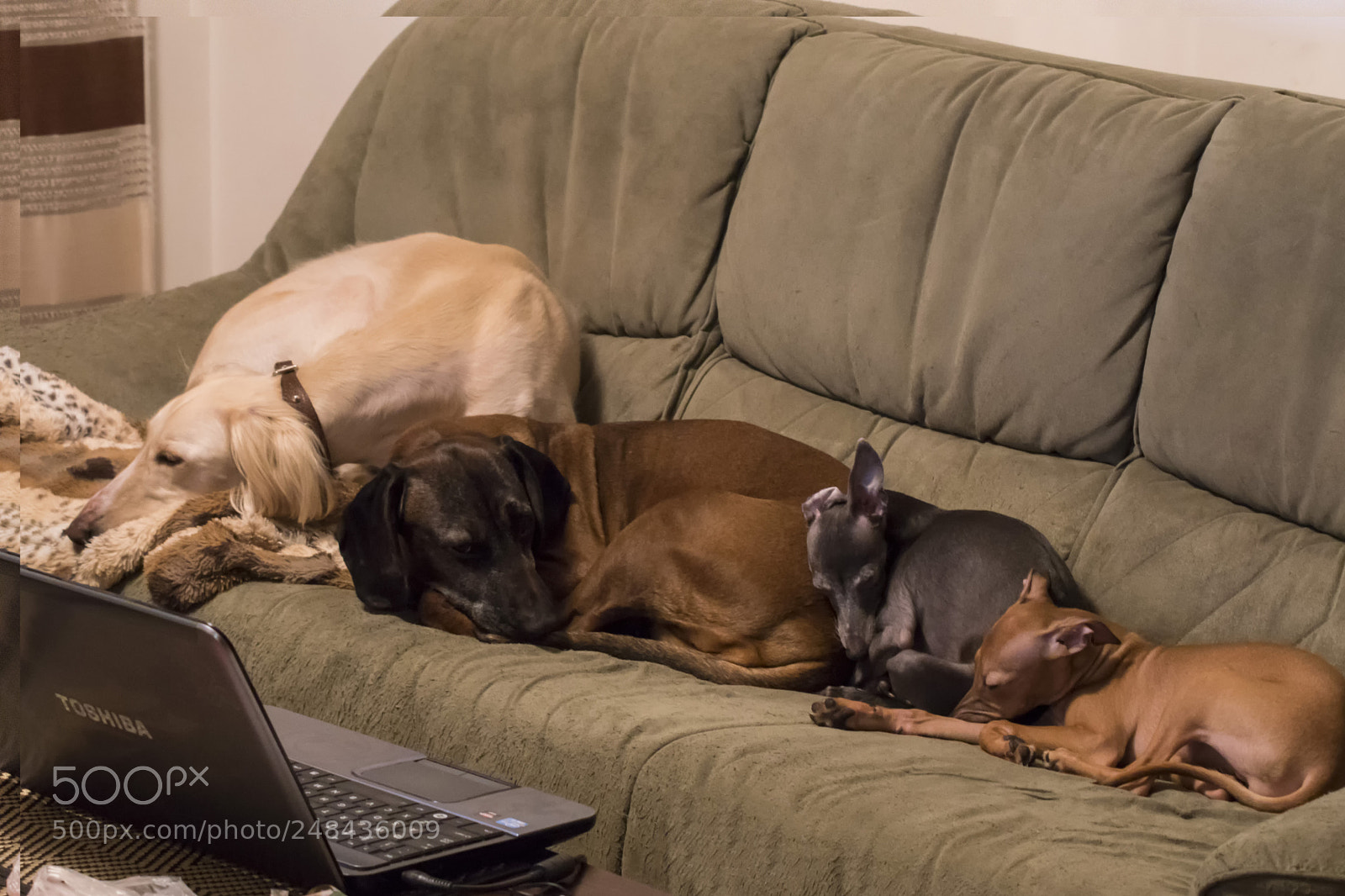 Sony ILCA-77M2 sample photo. One sofa and 4 dogs photography