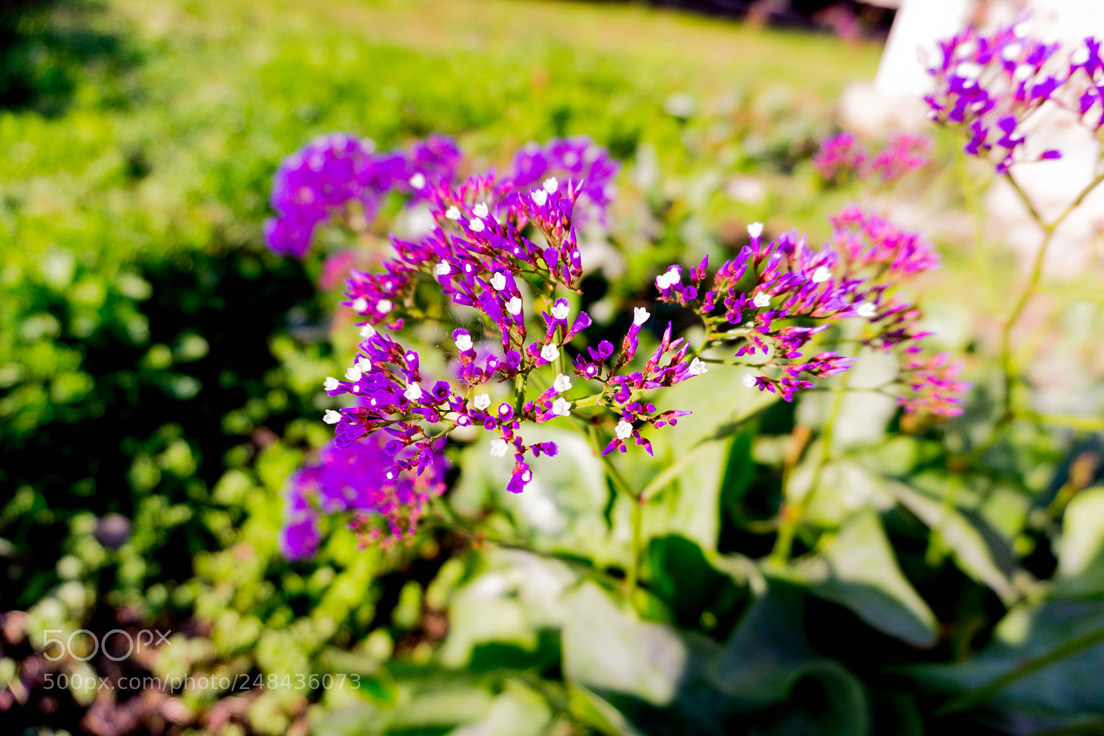Sony a5100 sample photo. Floral photography