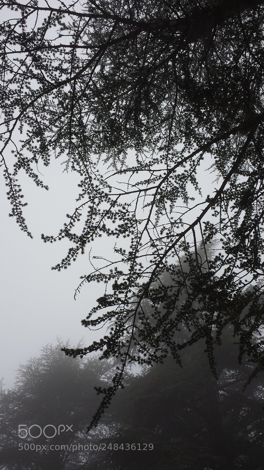 Samsung Galaxy S4 sample photo. Naturel painting photography