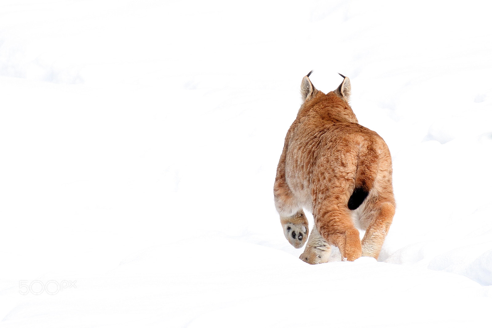 Canon EOS 7D Mark II sample photo. Lynx photography