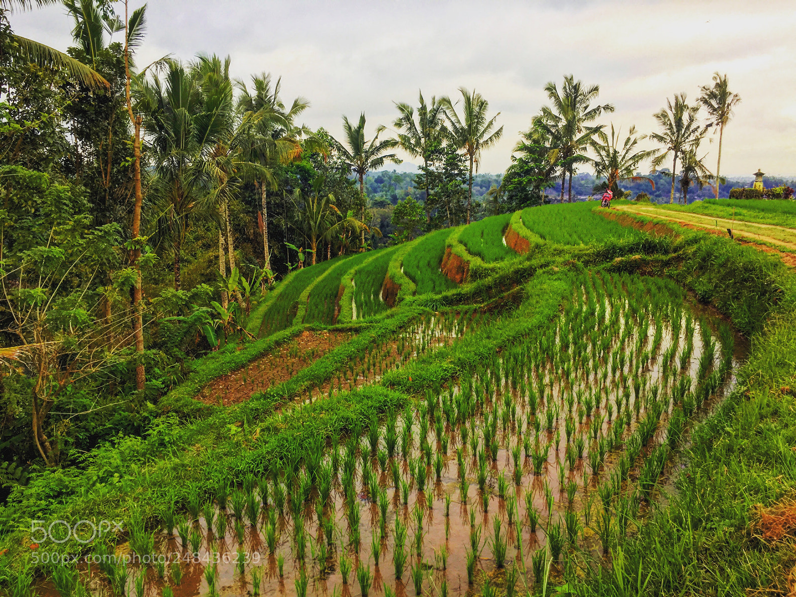 Apple iPhone 6s sample photo. Rizière bali photography