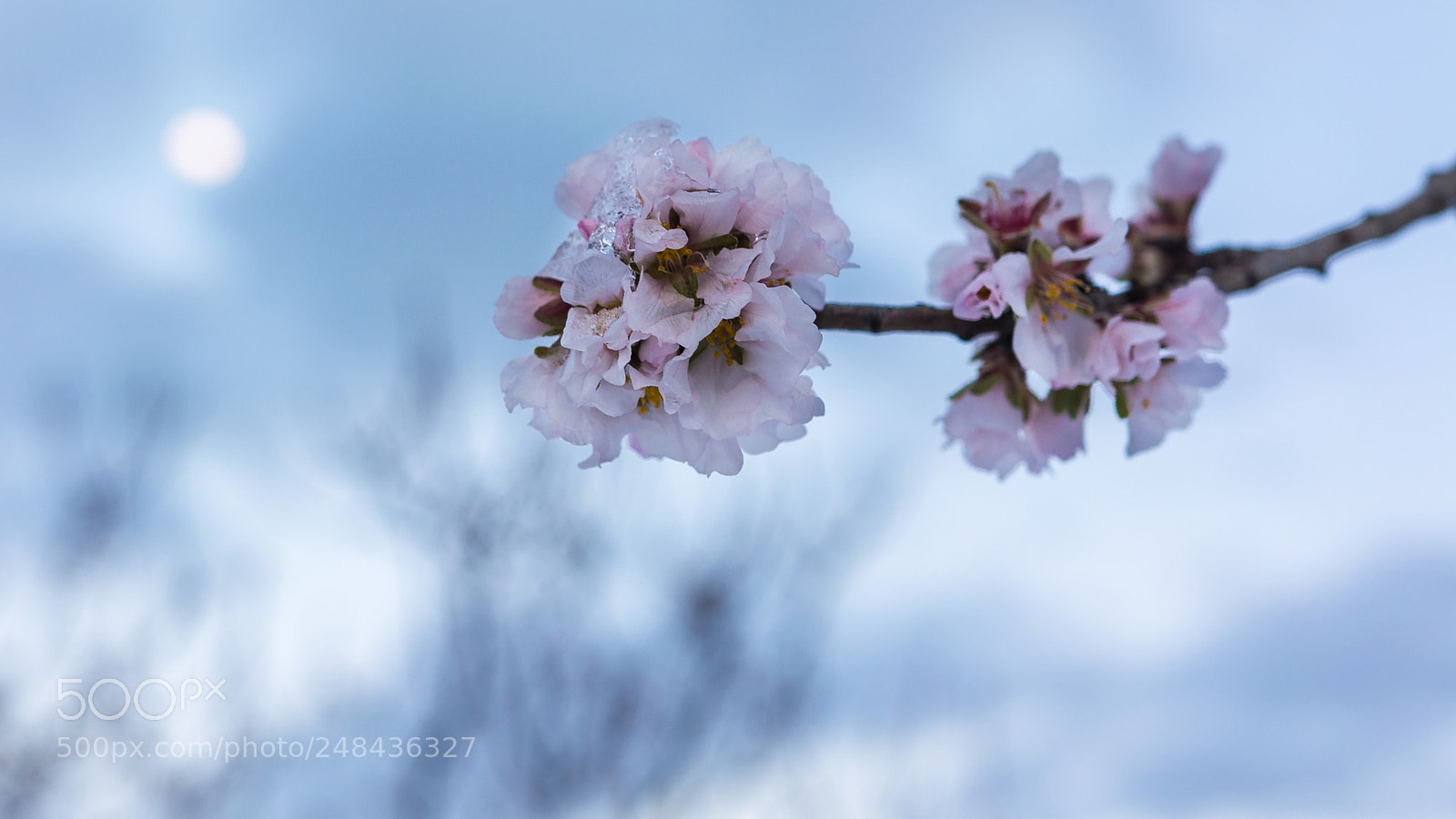 Nikon D5200 sample photo. Almond tree and moon photography