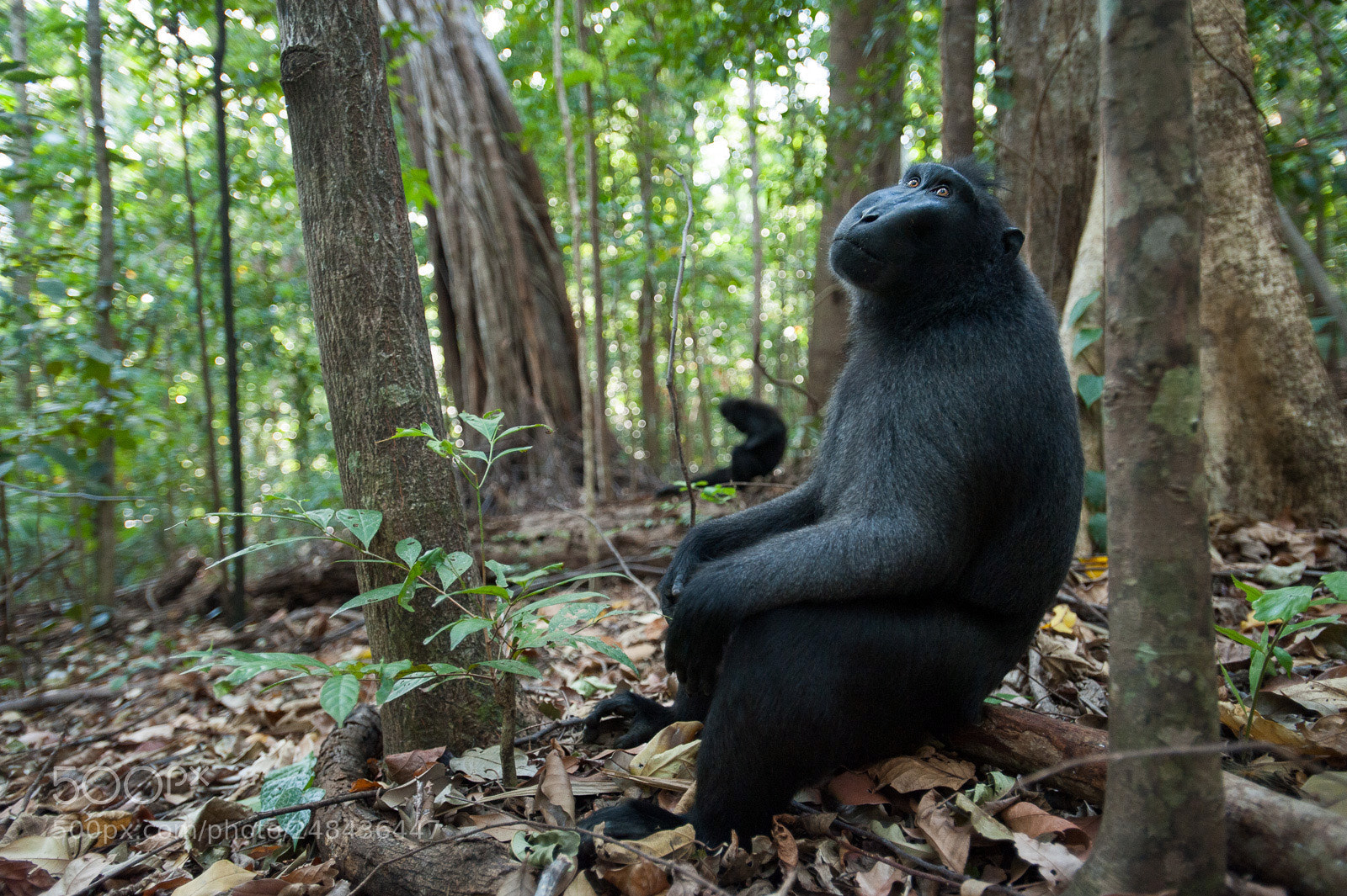 Nikon D700 sample photo. Black-crested macaque photography