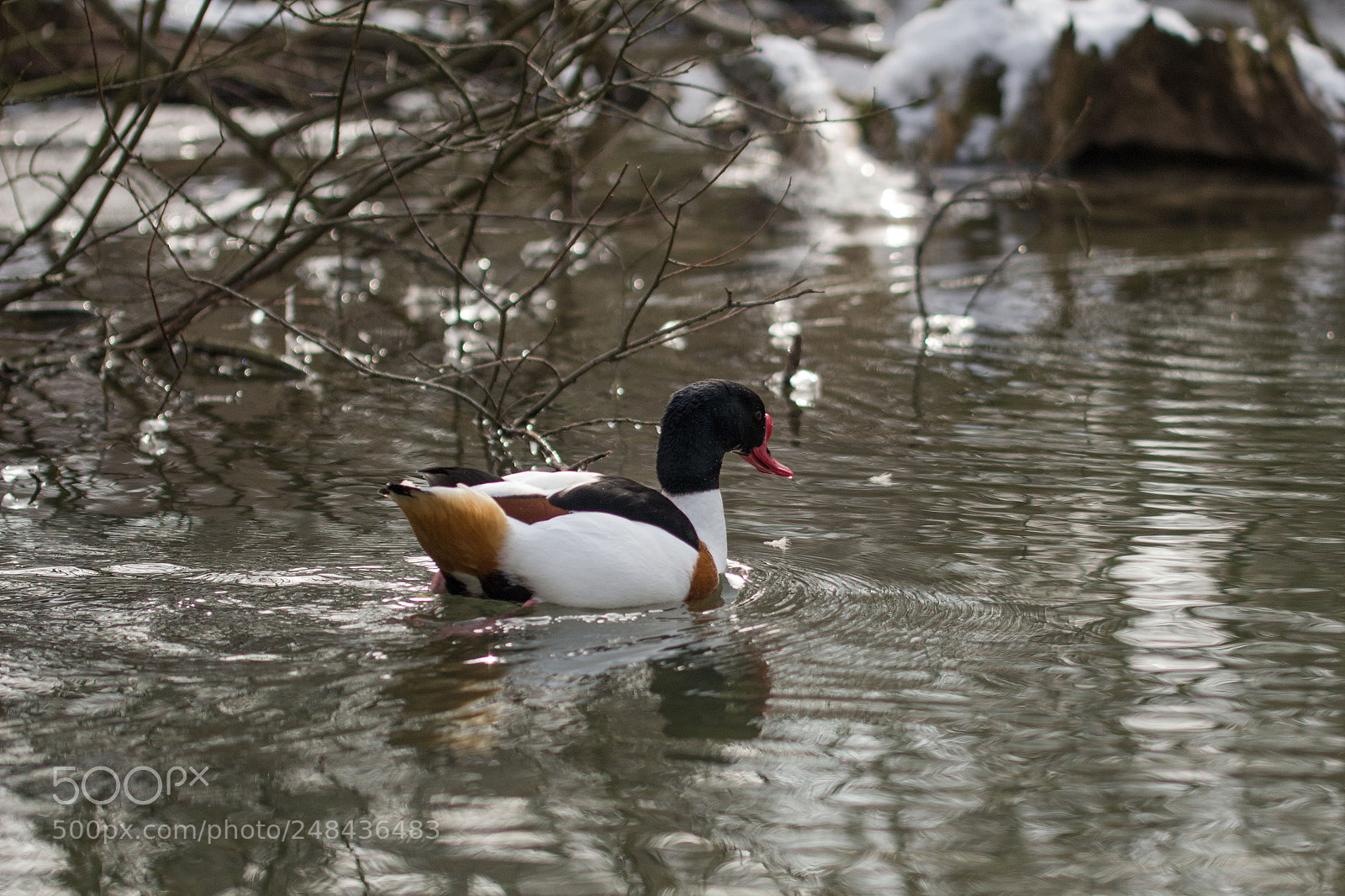 Canon EOS 700D (EOS Rebel T5i / EOS Kiss X7i) sample photo. Spring fever photography