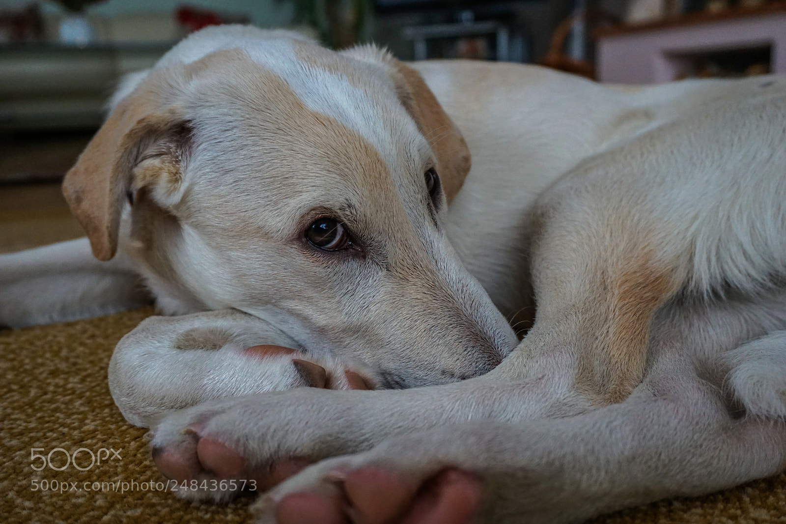 Sony a6000 sample photo. Gusta the dog, feeling photography