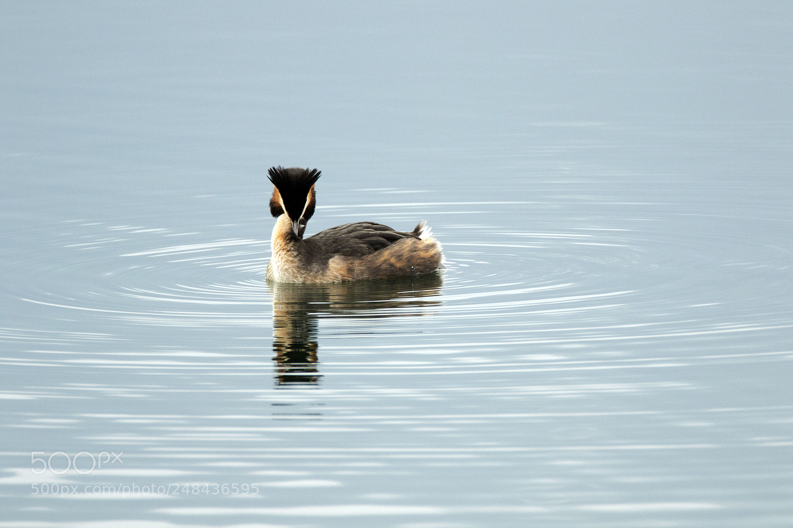 Canon EOS 7D Mark II sample photo. Haubentaucher photography