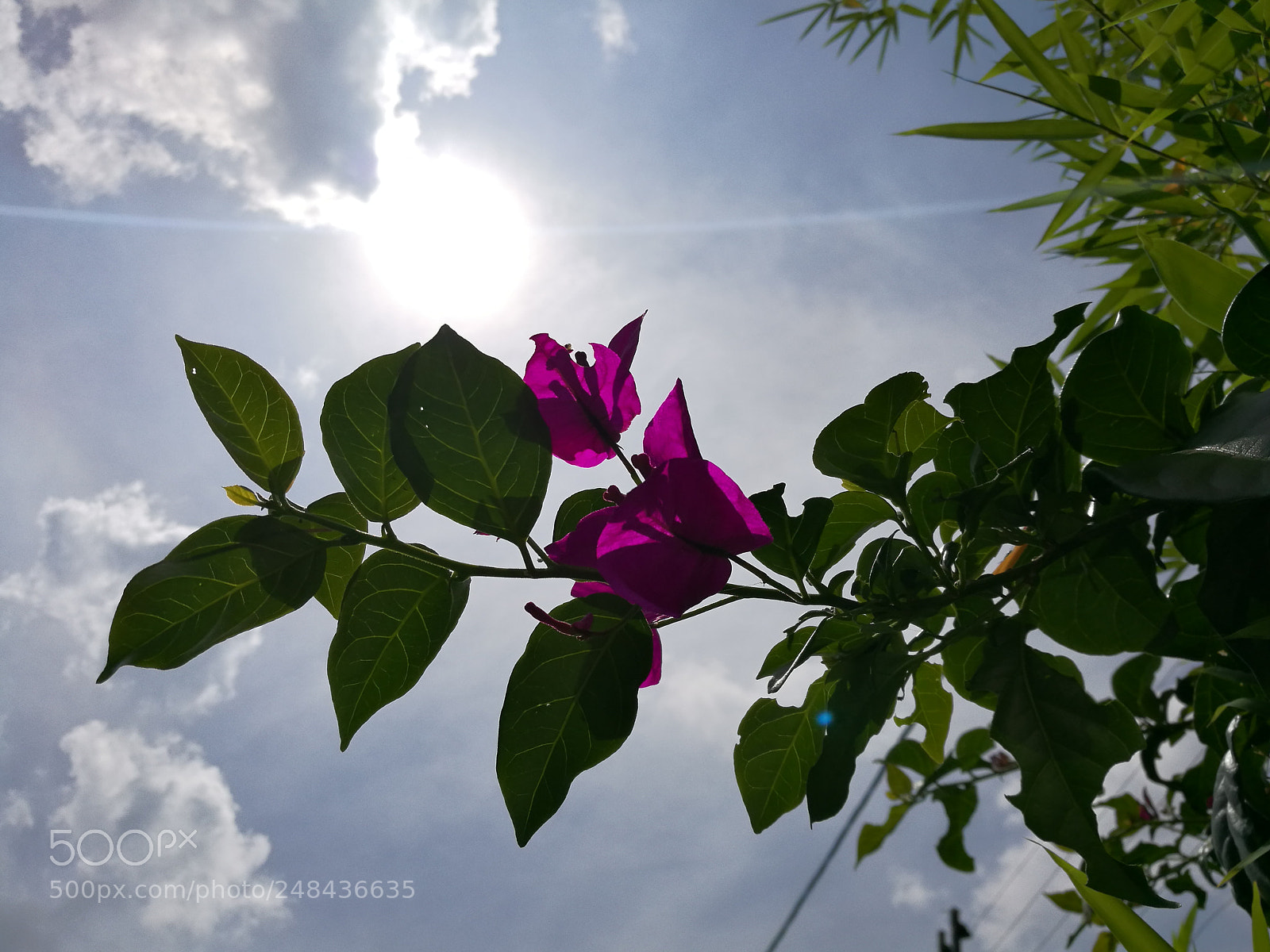 HUAWEI P9 sample photo. Purple sunshine photography