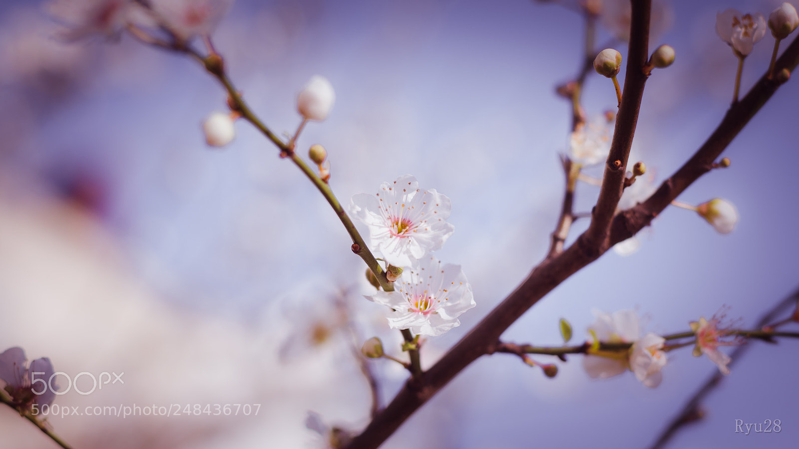 Nikon D5100 sample photo. Flower photography