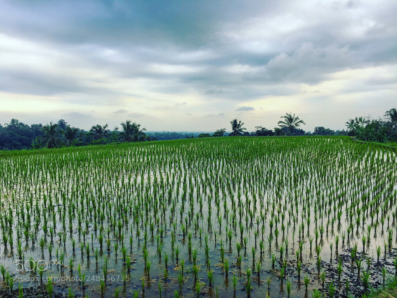 Apple iPhone 6s sample photo. Bali landscape rizière photography