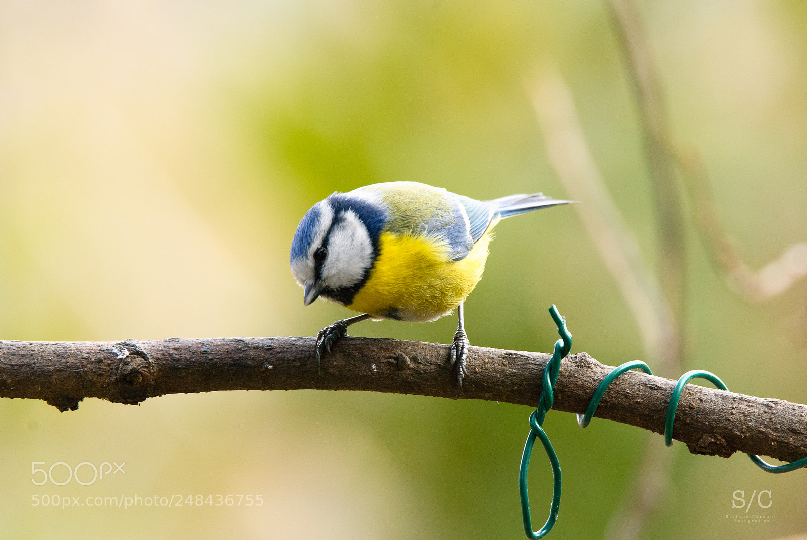 Nikon D80 sample photo. Cyanistes caeruleus #3 photography