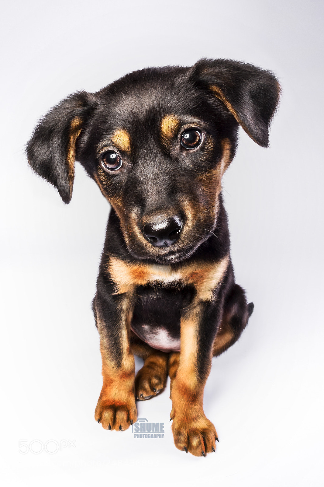 Nikon D500 sample photo. Litle puppy photography