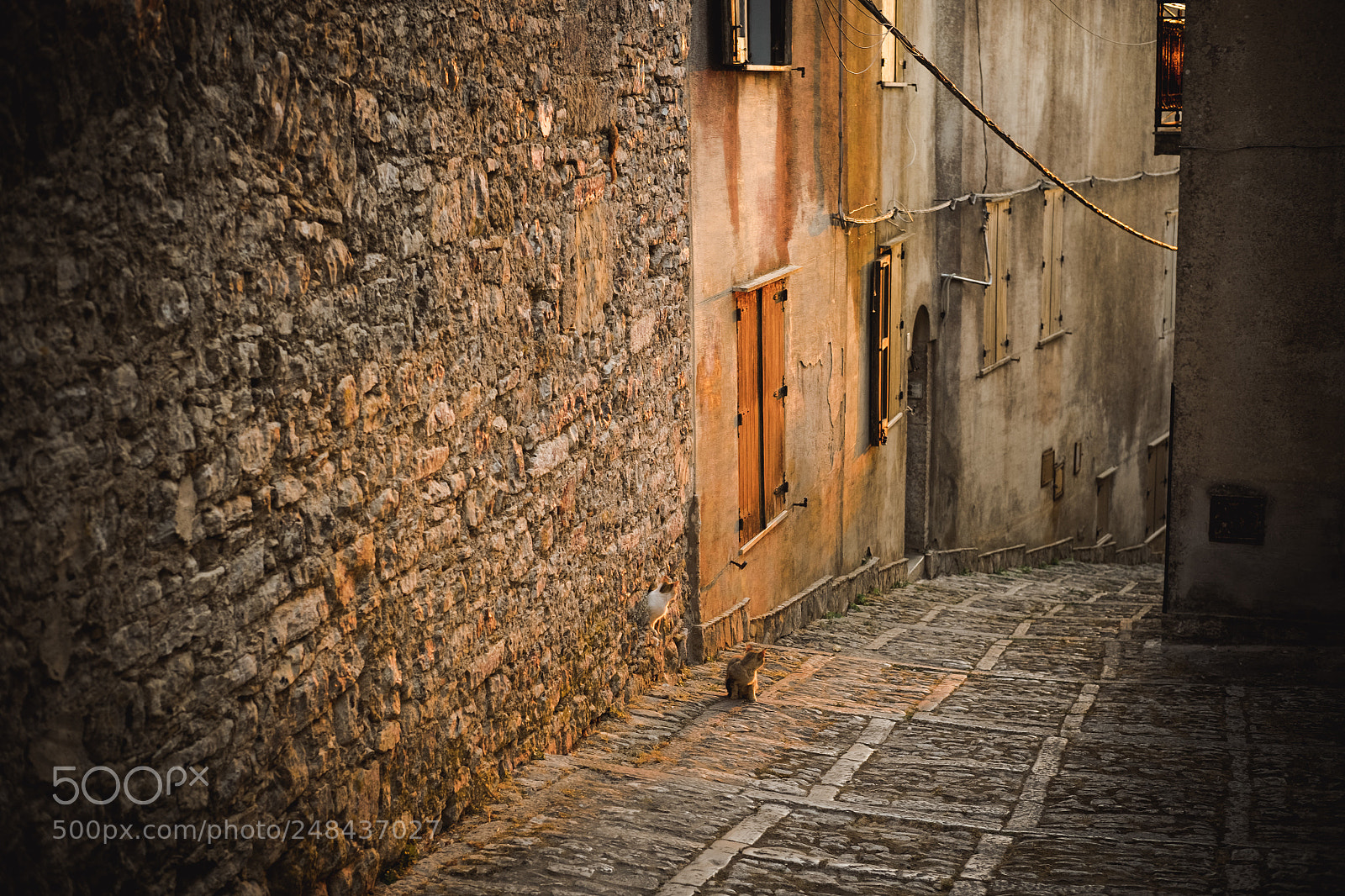 Fujifilm X-T1 sample photo. Cats in erice photography