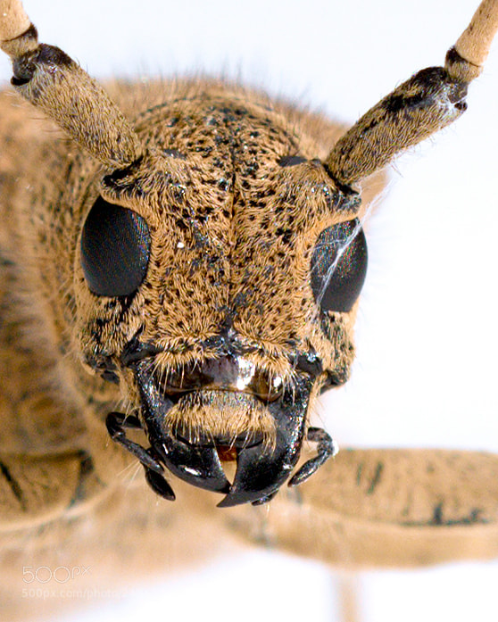 Nikon D800E sample photo. Female longhorn beetle photography