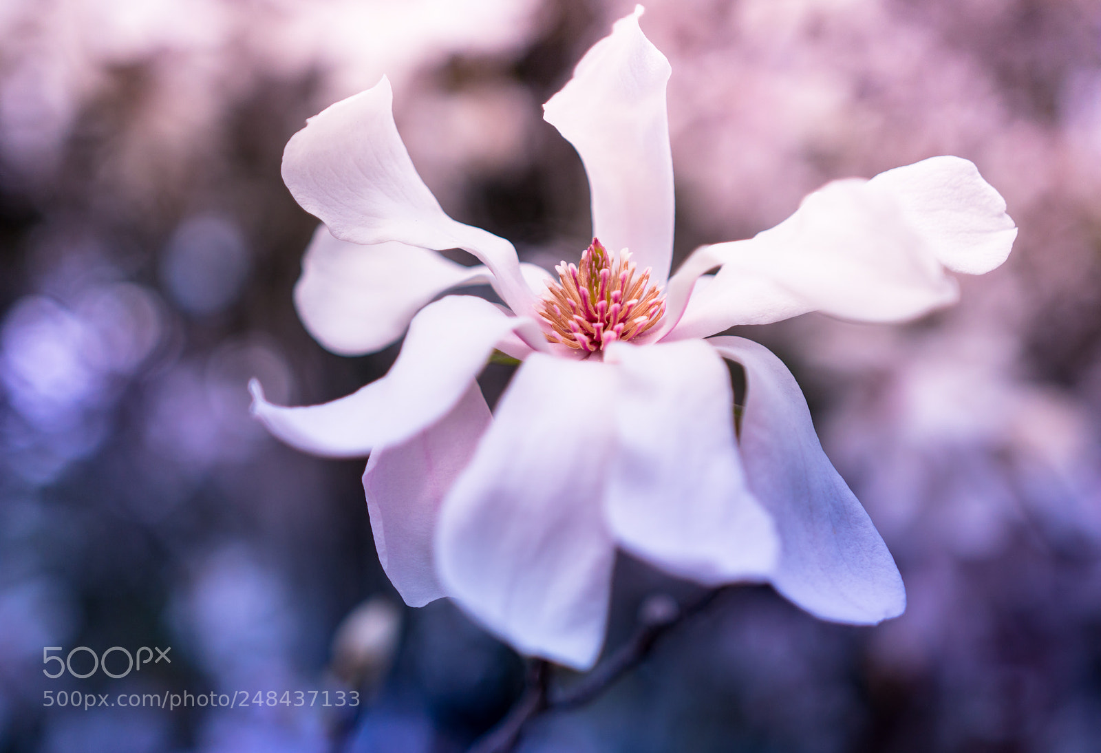 Sony a6300 sample photo. White magnolia photography