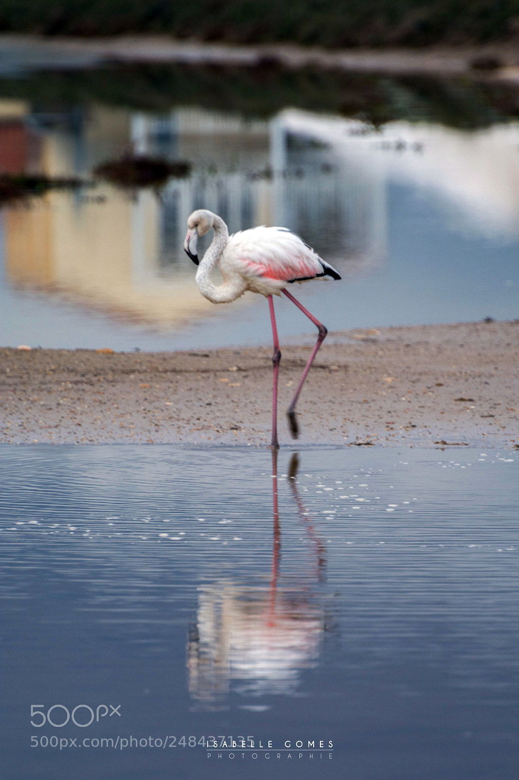 Nikon D7100 sample photo. Flamand rose gruissant photography