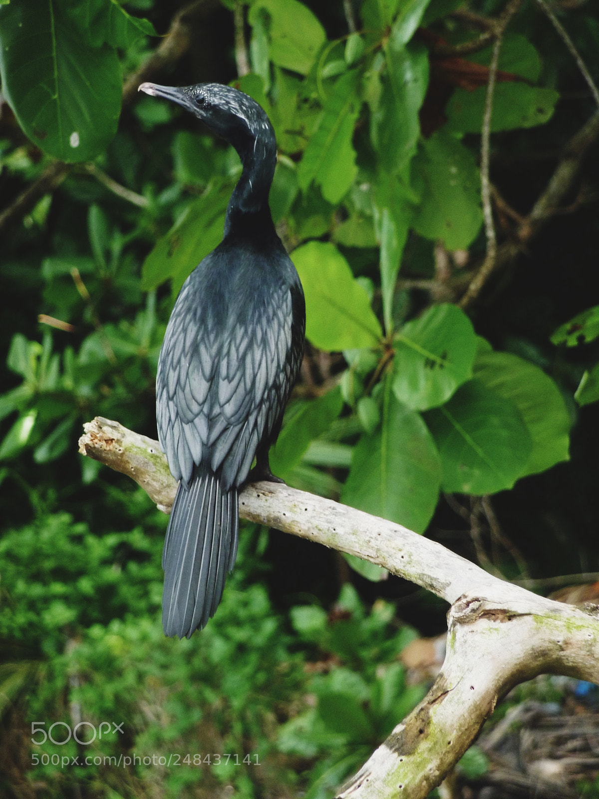 Panasonic DMC-TZ7 sample photo. Bird on stick photography