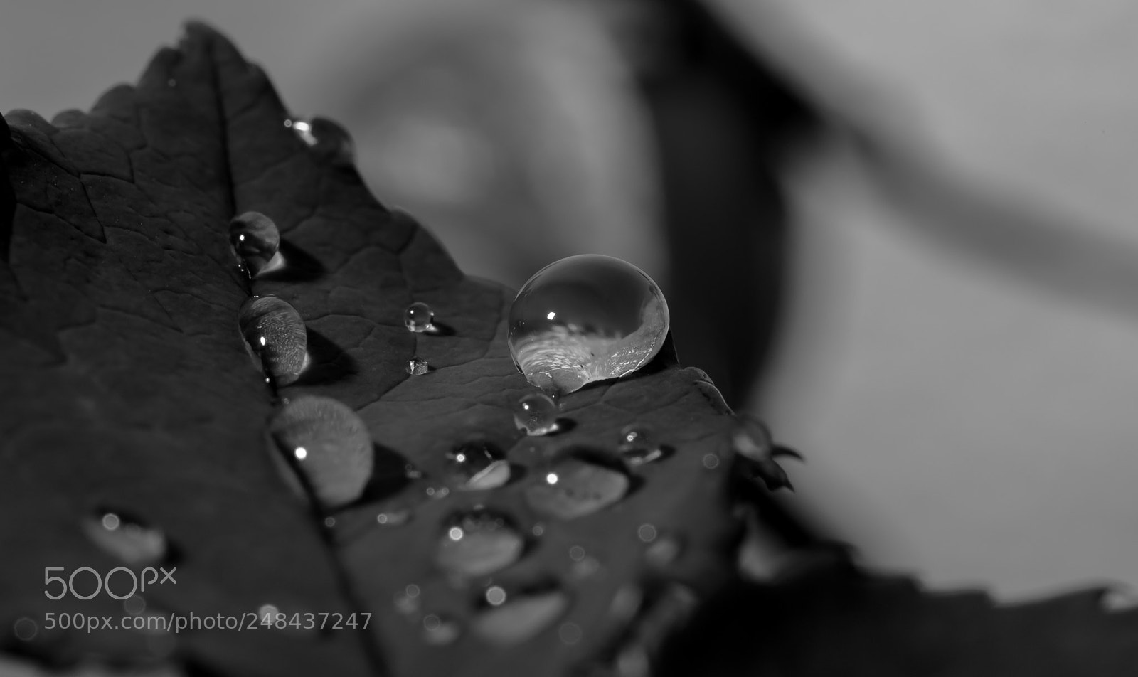 Canon EOS 6D Mark II sample photo. Bubba!! photography