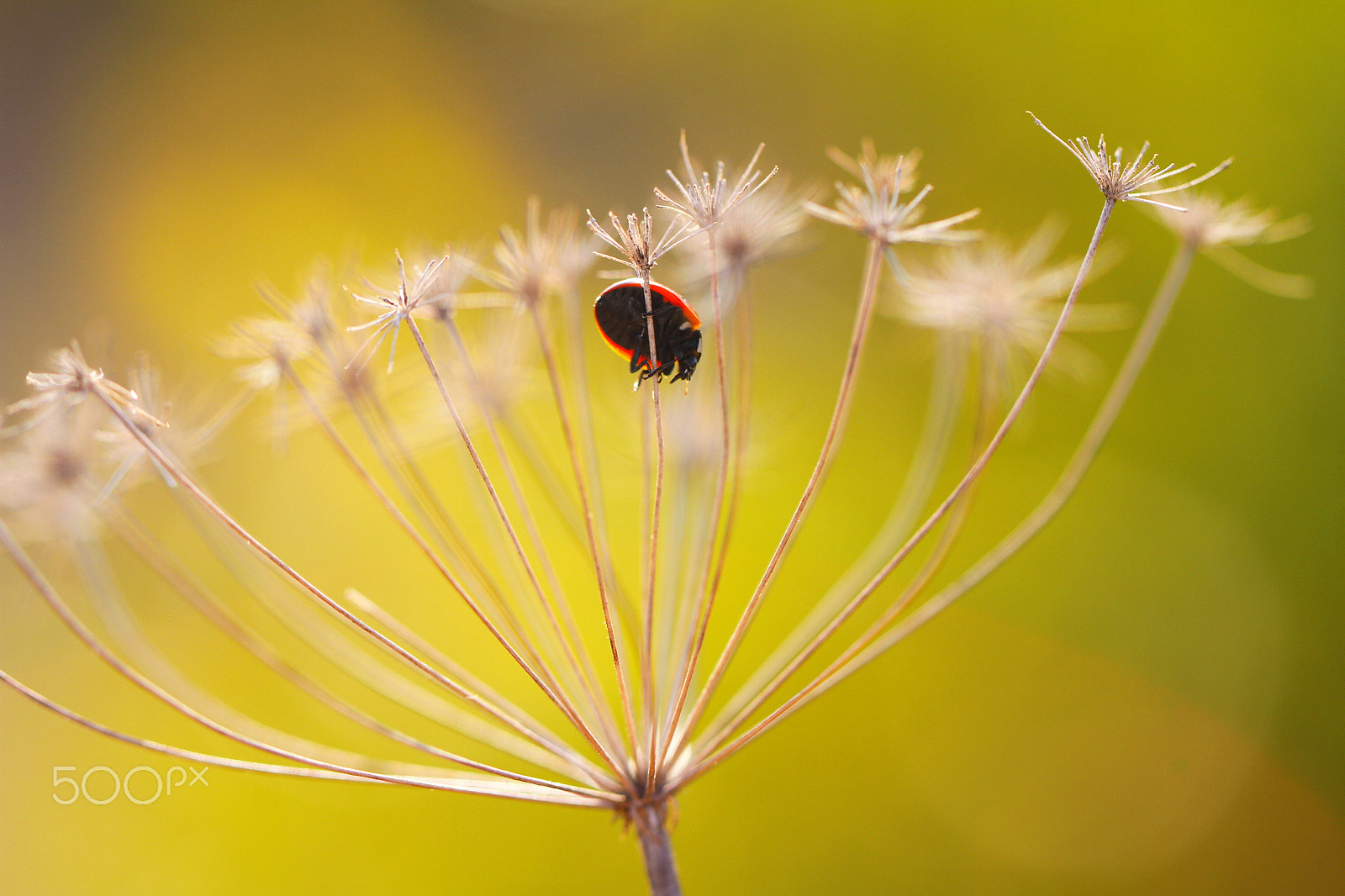 Canon EF 100mm F2.8L Macro IS USM sample photo. Ladybug photography