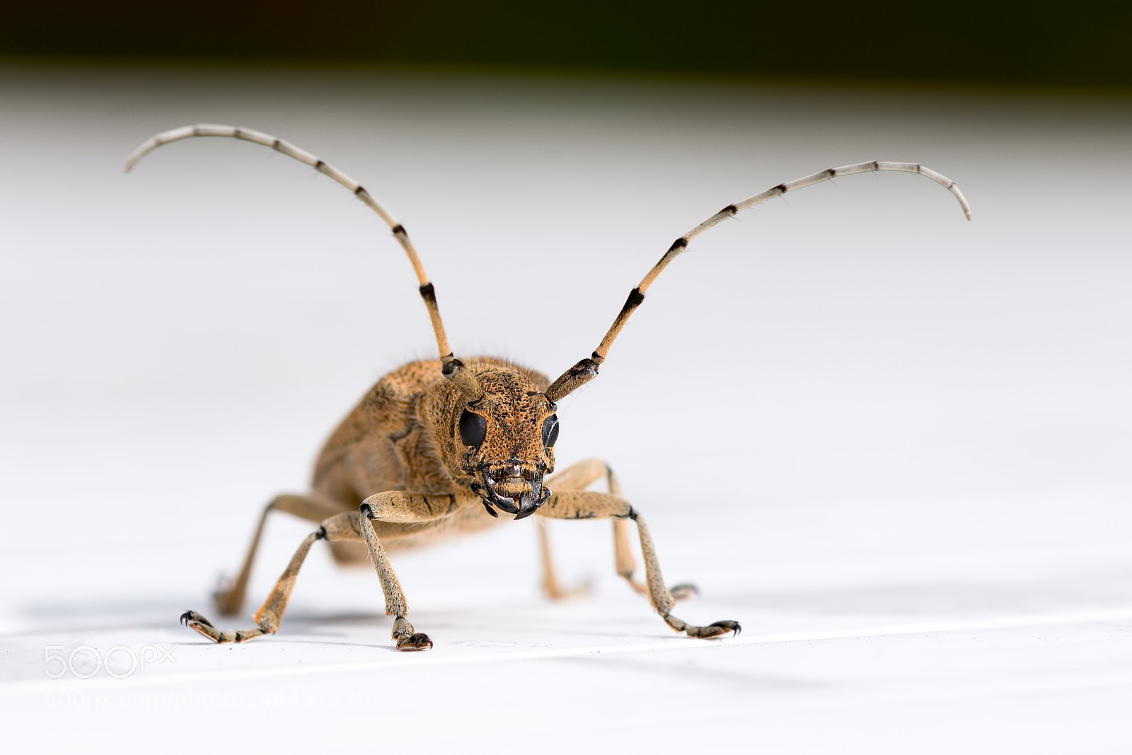 Nikon D800E sample photo. Female longhorn beetle photography