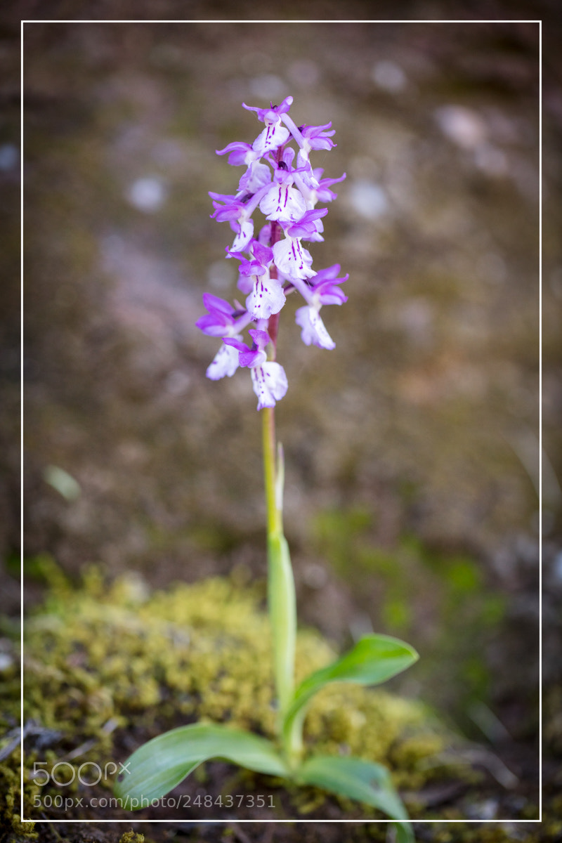 Canon EOS 5DS R sample photo. Orchis ichnusae sardaigne sardinia photography