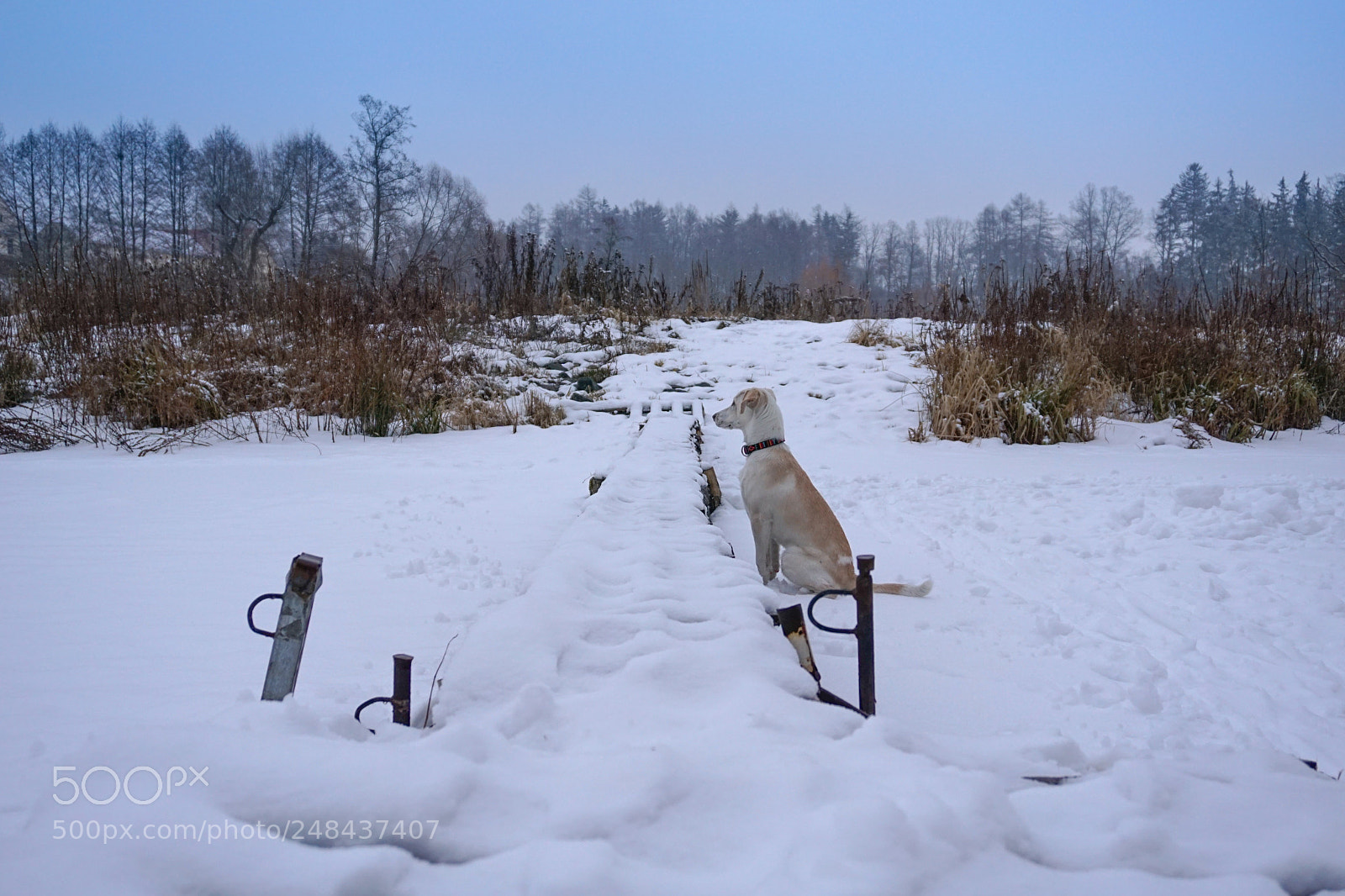 Sony a6000 sample photo. Gusta the dog, watching photography
