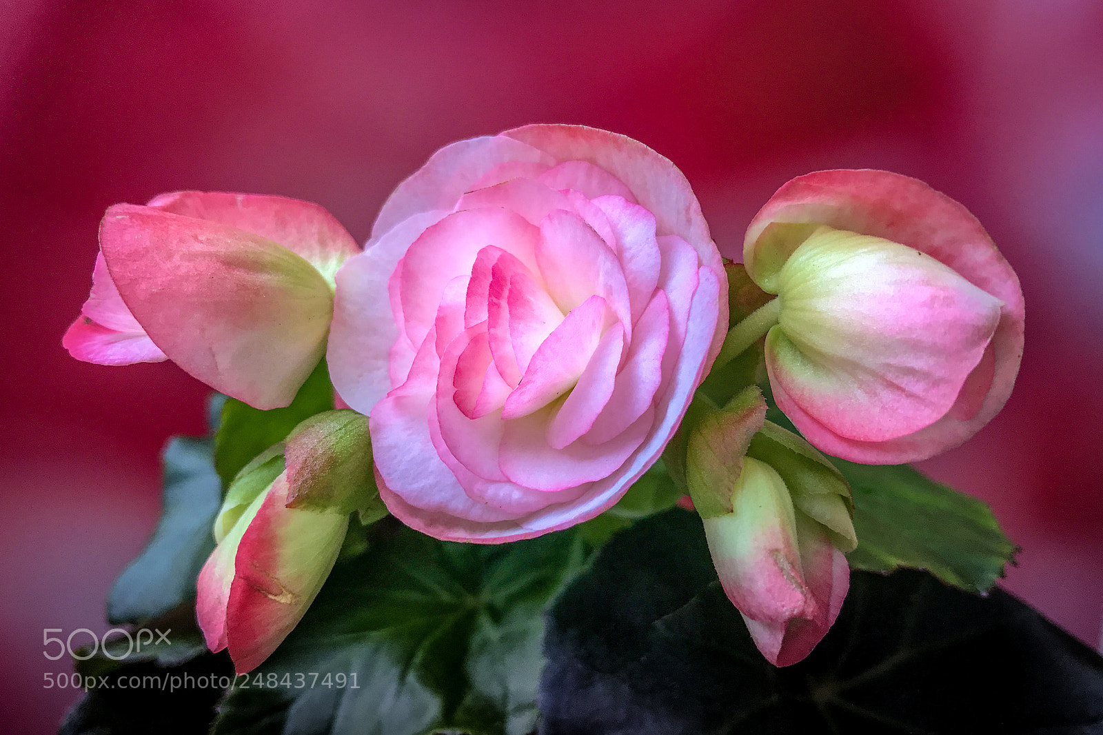 Apple iPhone 7 Plus sample photo. Begonia beautifulonia photography