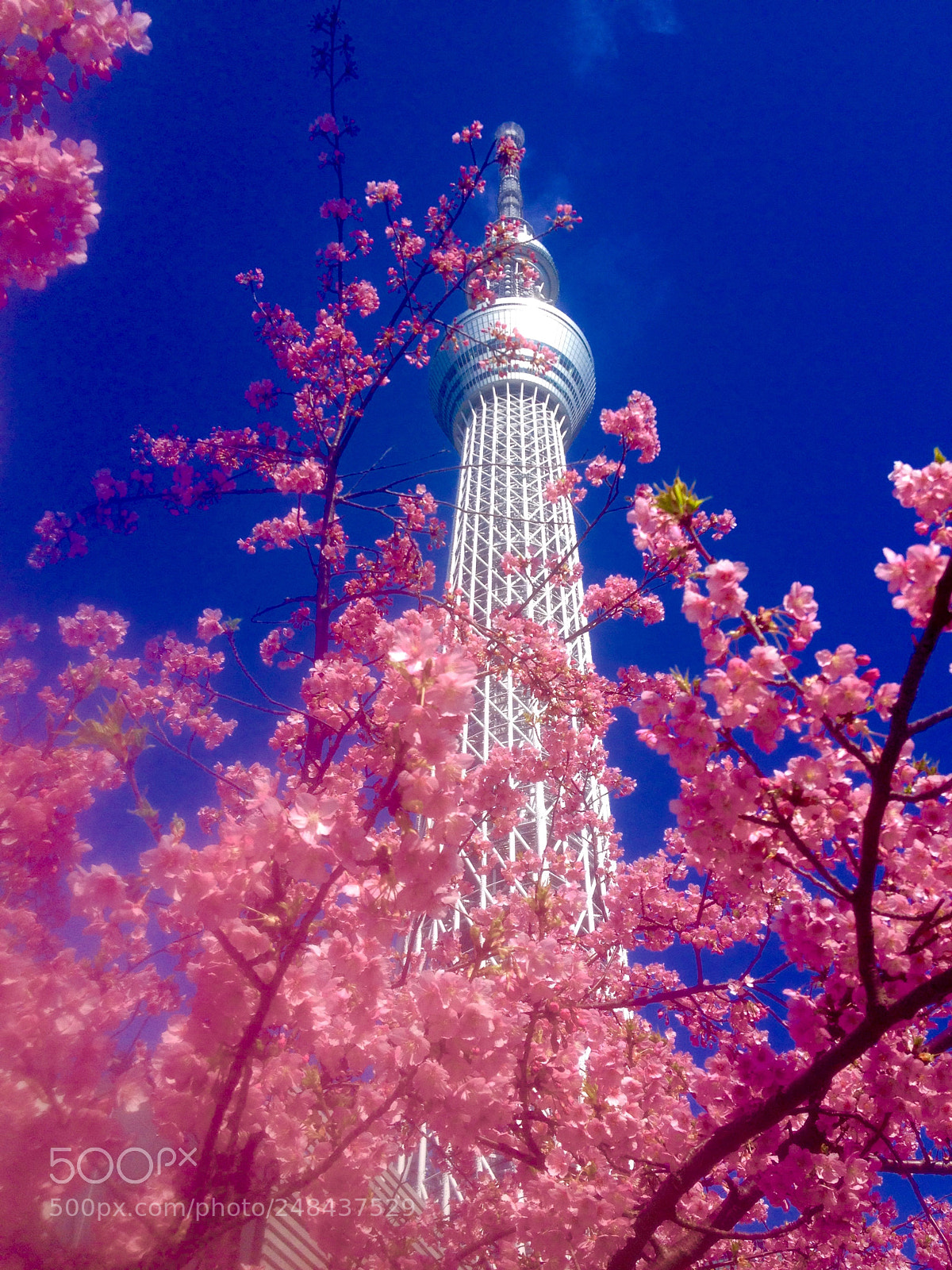 Apple iPhone 4S sample photo. Tokyo photography