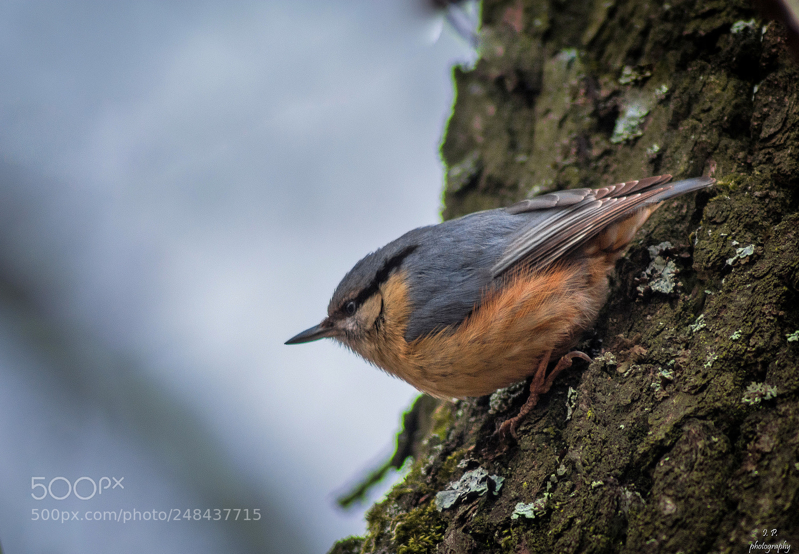 Nikon D5200 sample photo. Eurasian nuthatch photography