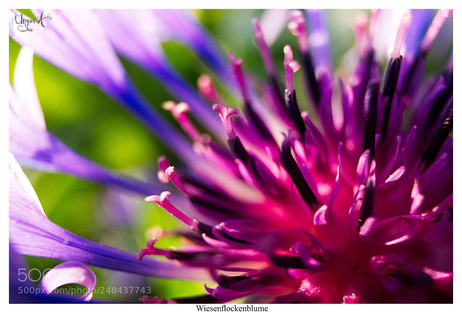 Fujifilm X-A1 sample photo. Wiesenflockenblume photography