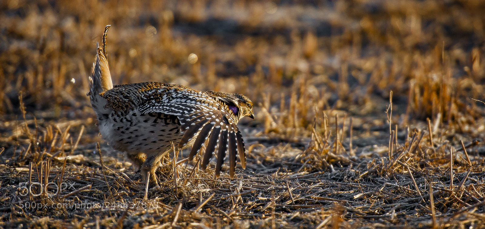 Nikon D810 sample photo. Chicken dance photography