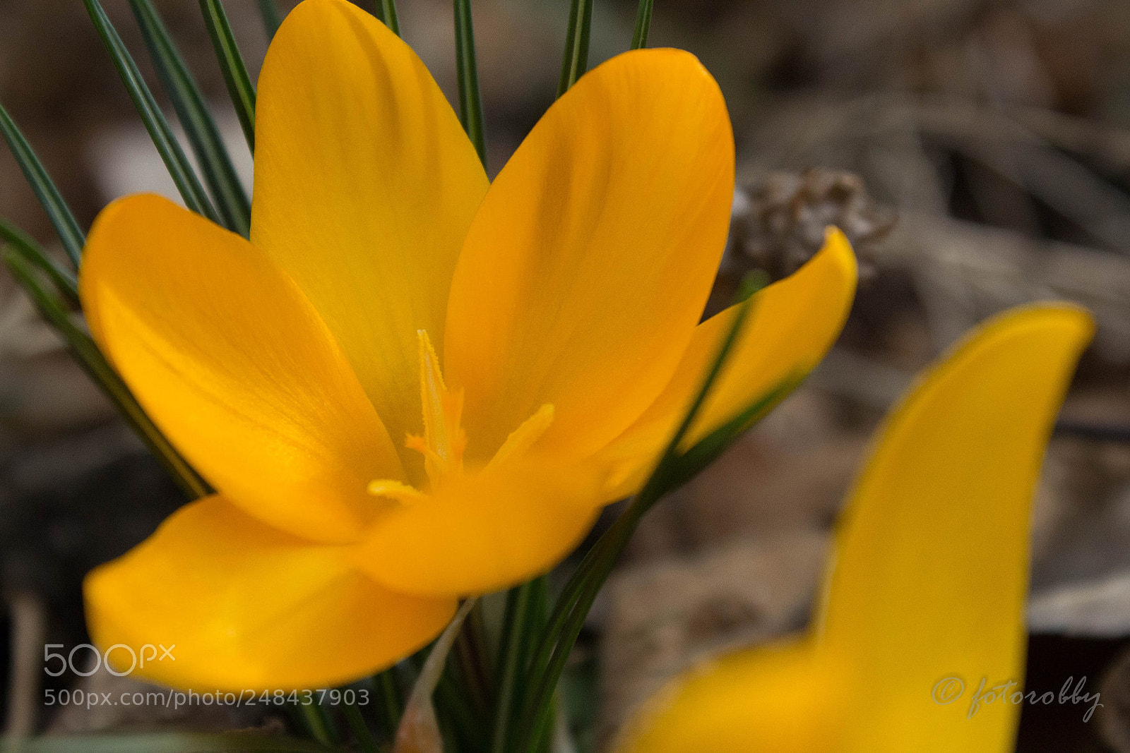 Canon EOS 600D (Rebel EOS T3i / EOS Kiss X5) sample photo. Spring spring spring photography