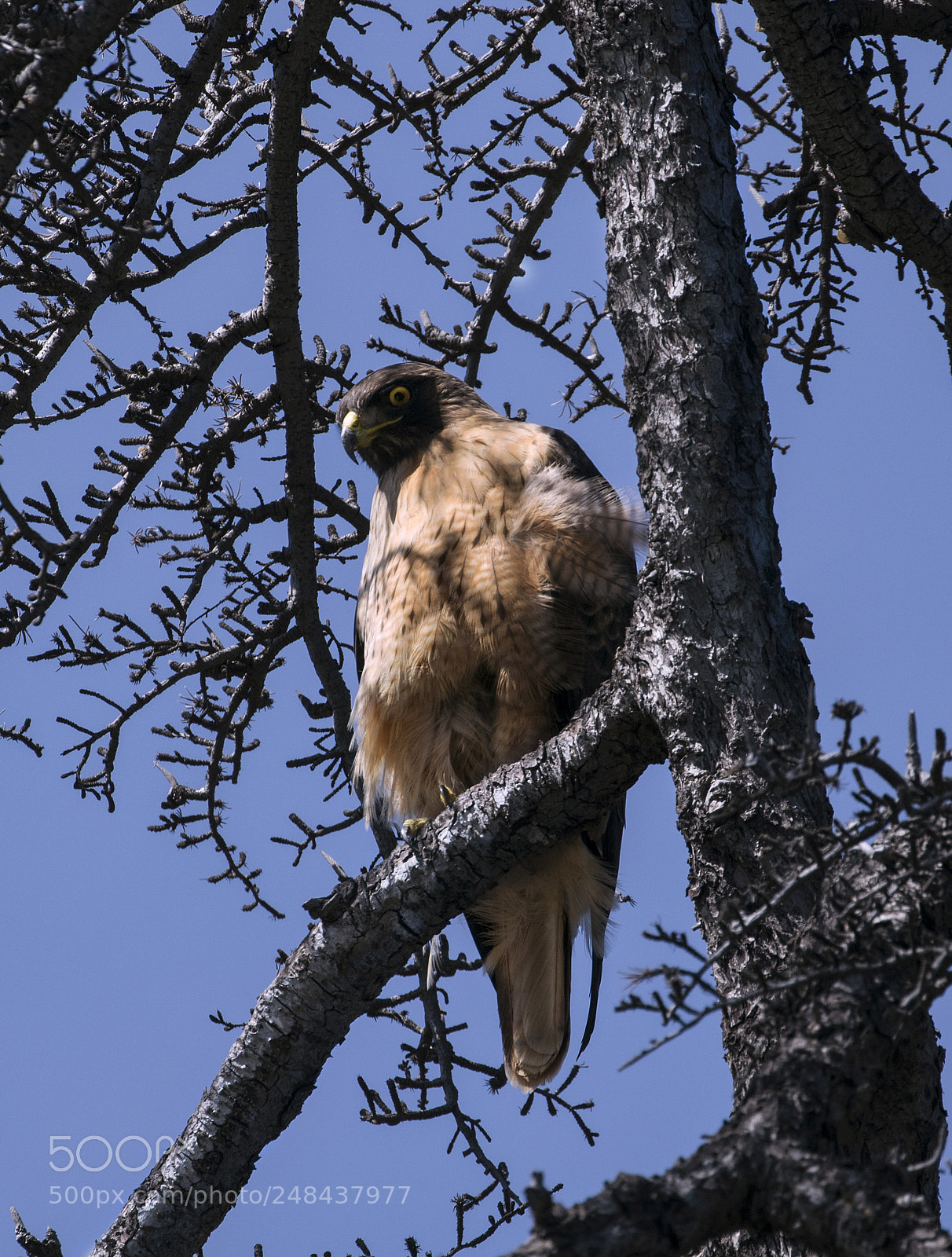 Canon EOS 750D (EOS Rebel T6i / EOS Kiss X8i) sample photo. Hawk waiting photography