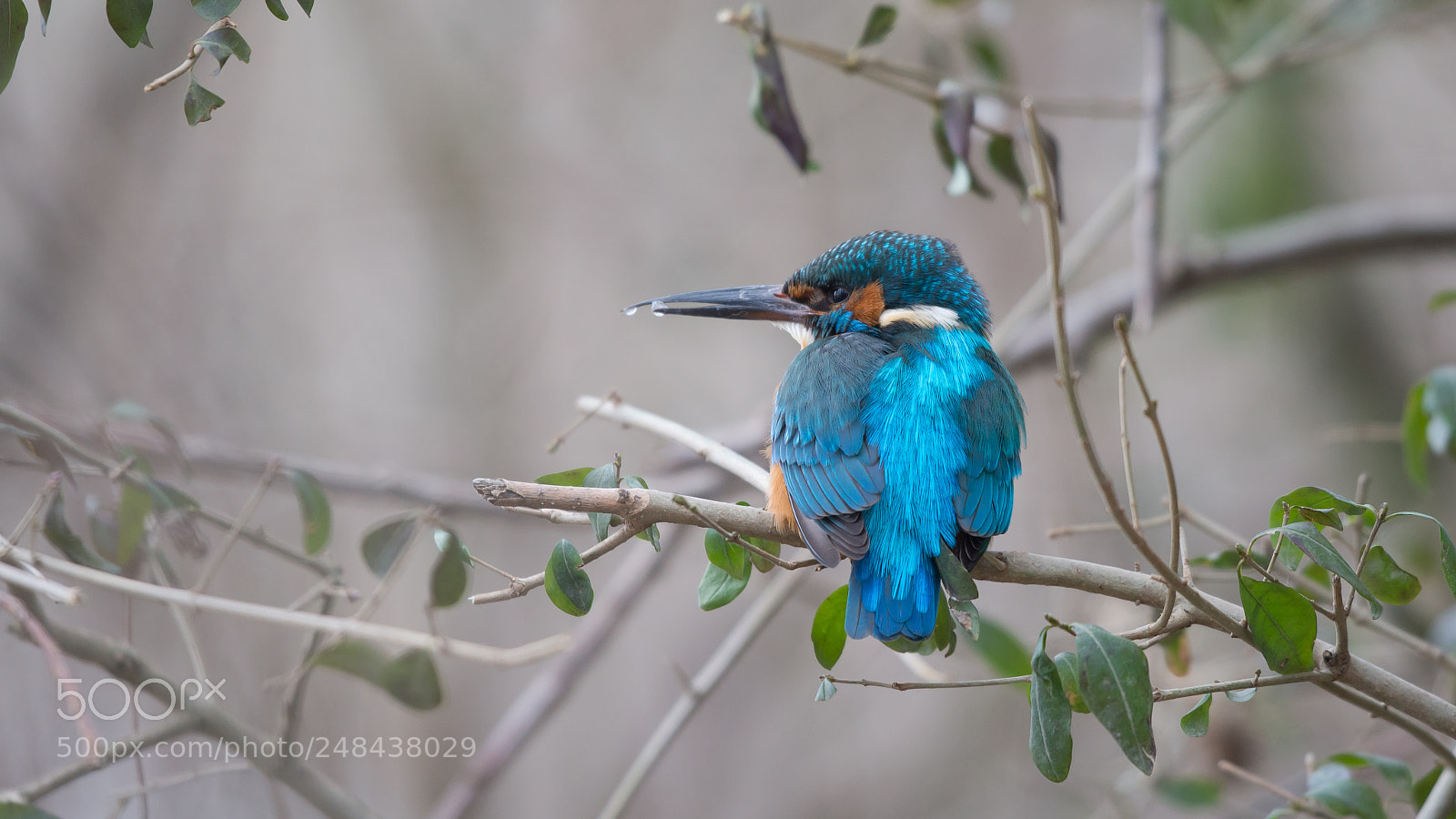 Nikon D610 sample photo. Kingfisher photography