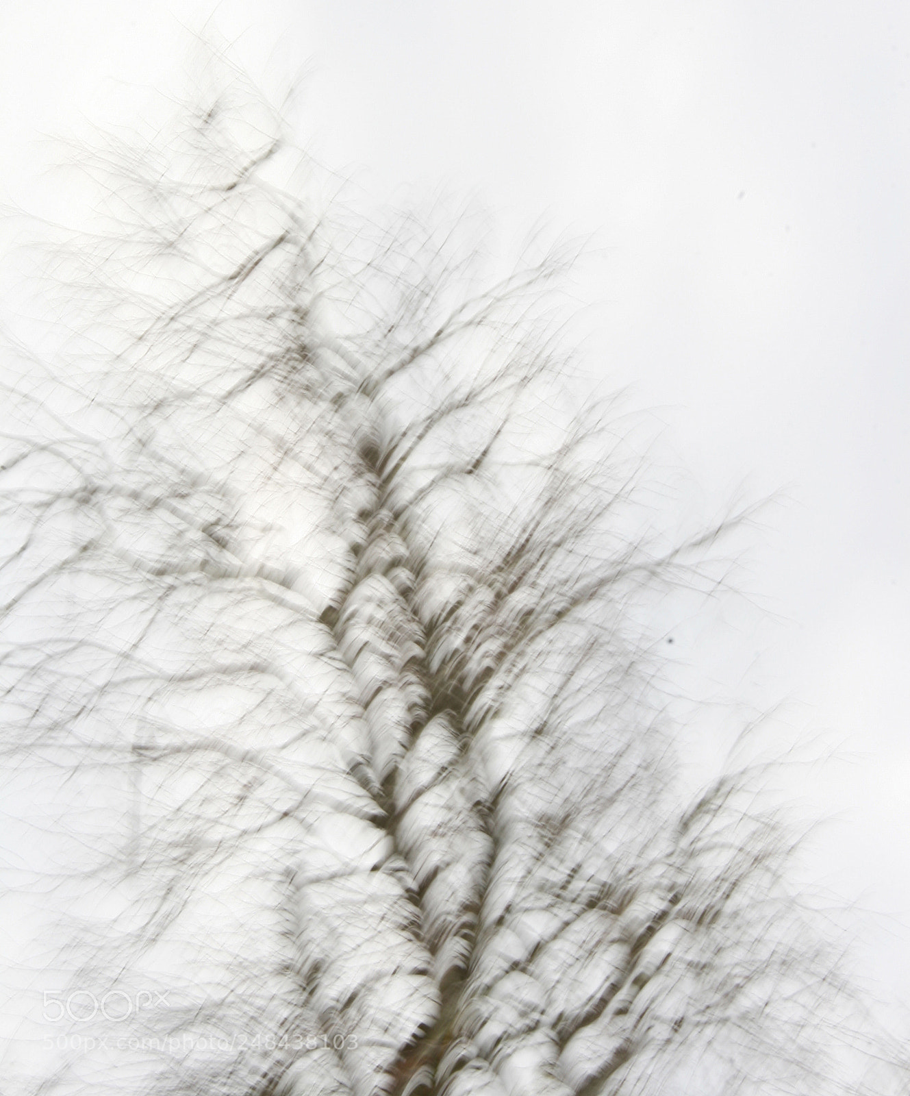 Canon EOS 30D sample photo. Trees in winter photography