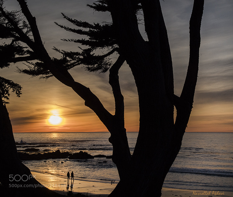 Nikon D5 sample photo. Sunset walk photography