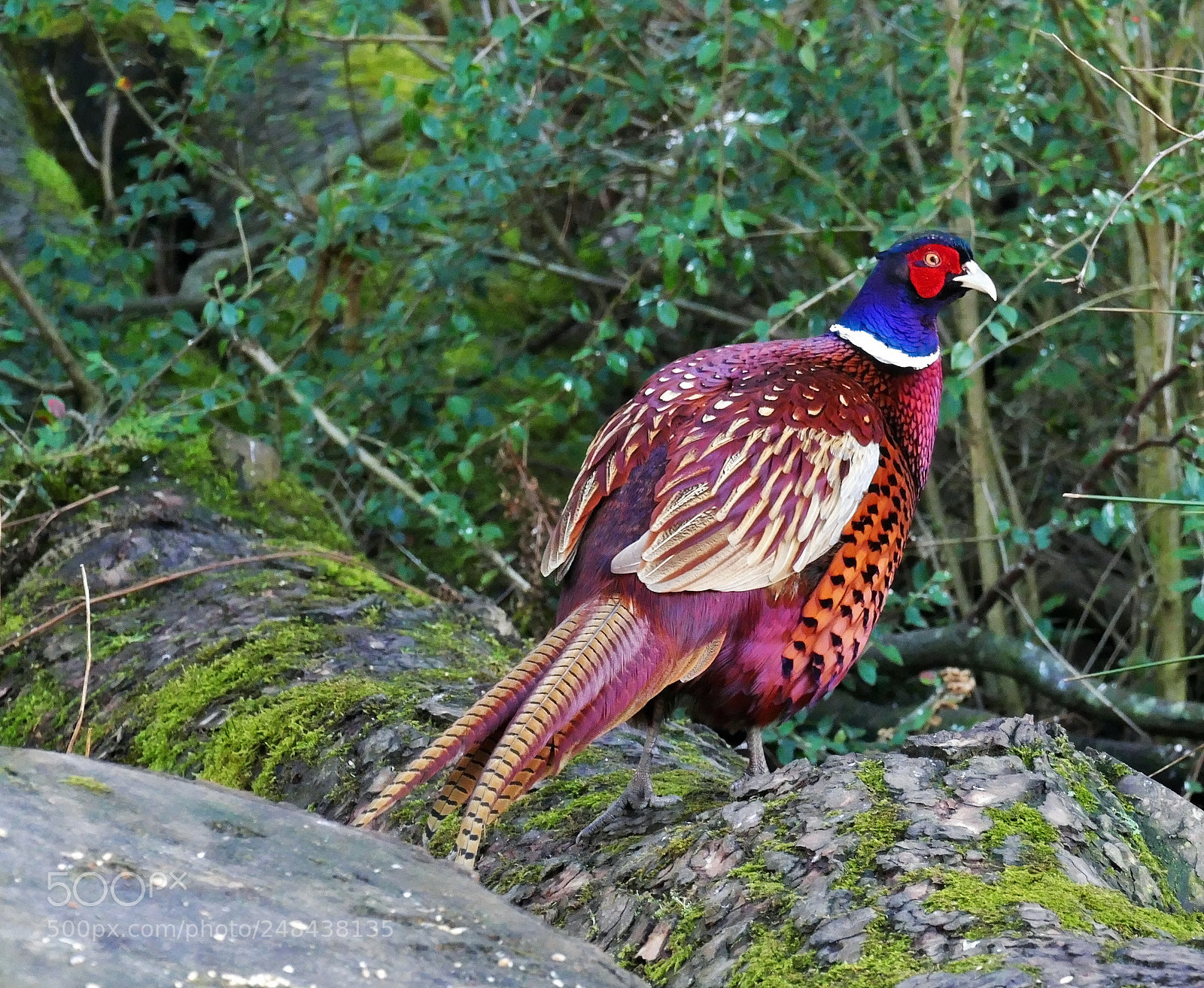 Panasonic Lumix DMC-FZ1000 sample photo. Pheasant photography