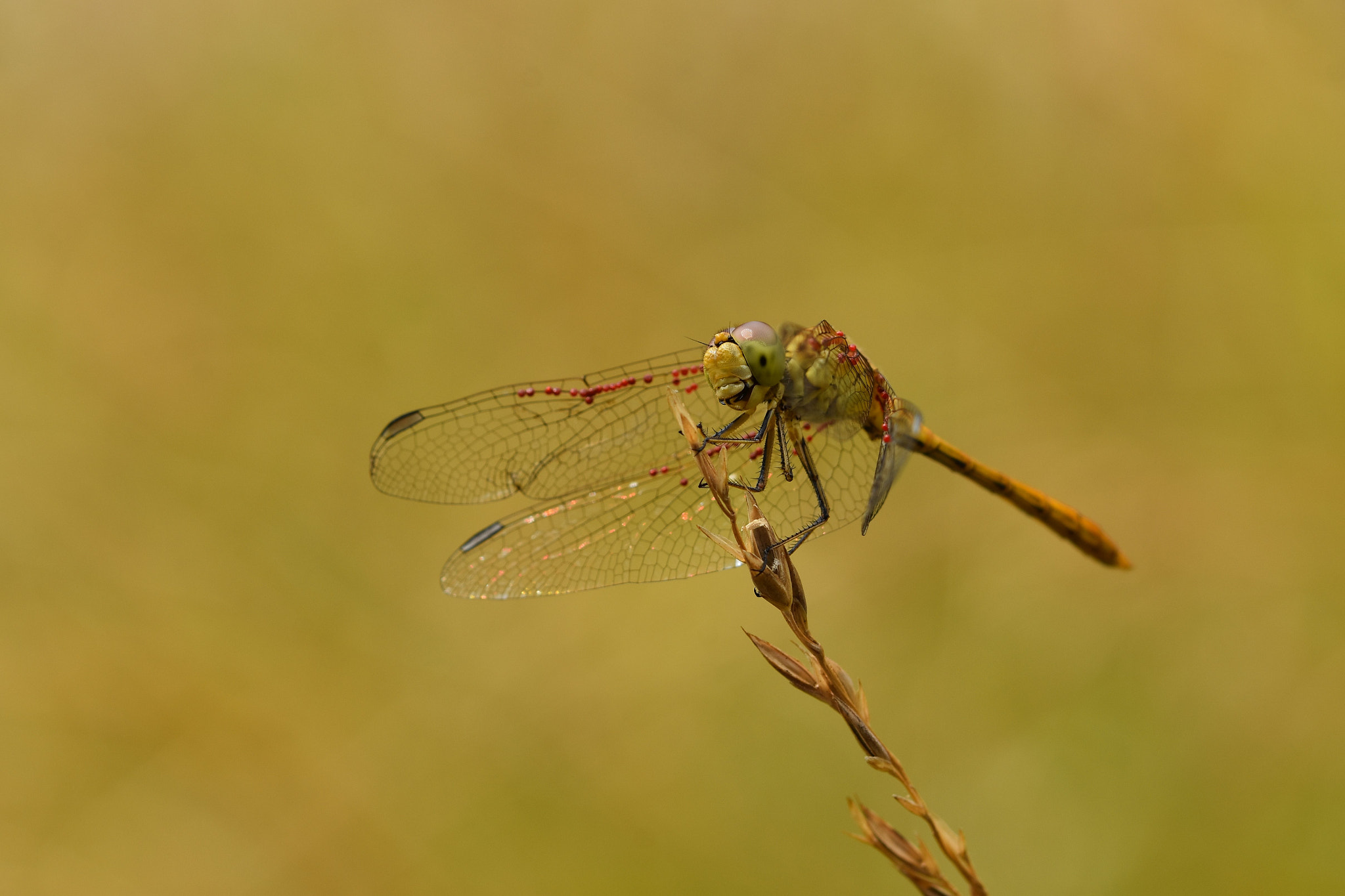 Nikon D7200 + Sigma 105mm F2.8 EX DG OS HSM sample photo. Cheese! photography