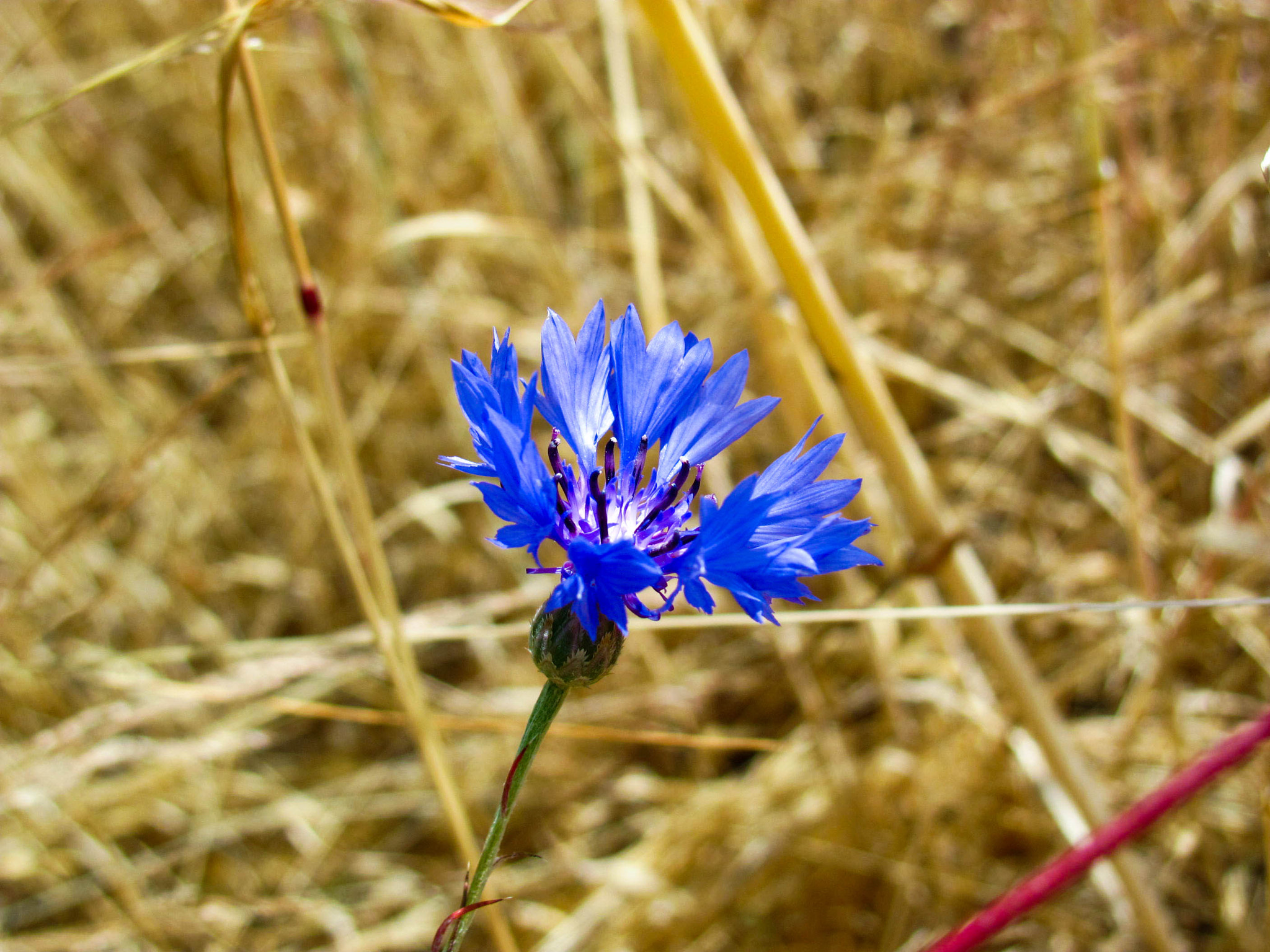 Canon PowerShot SX120 IS sample photo. Blue flower photography