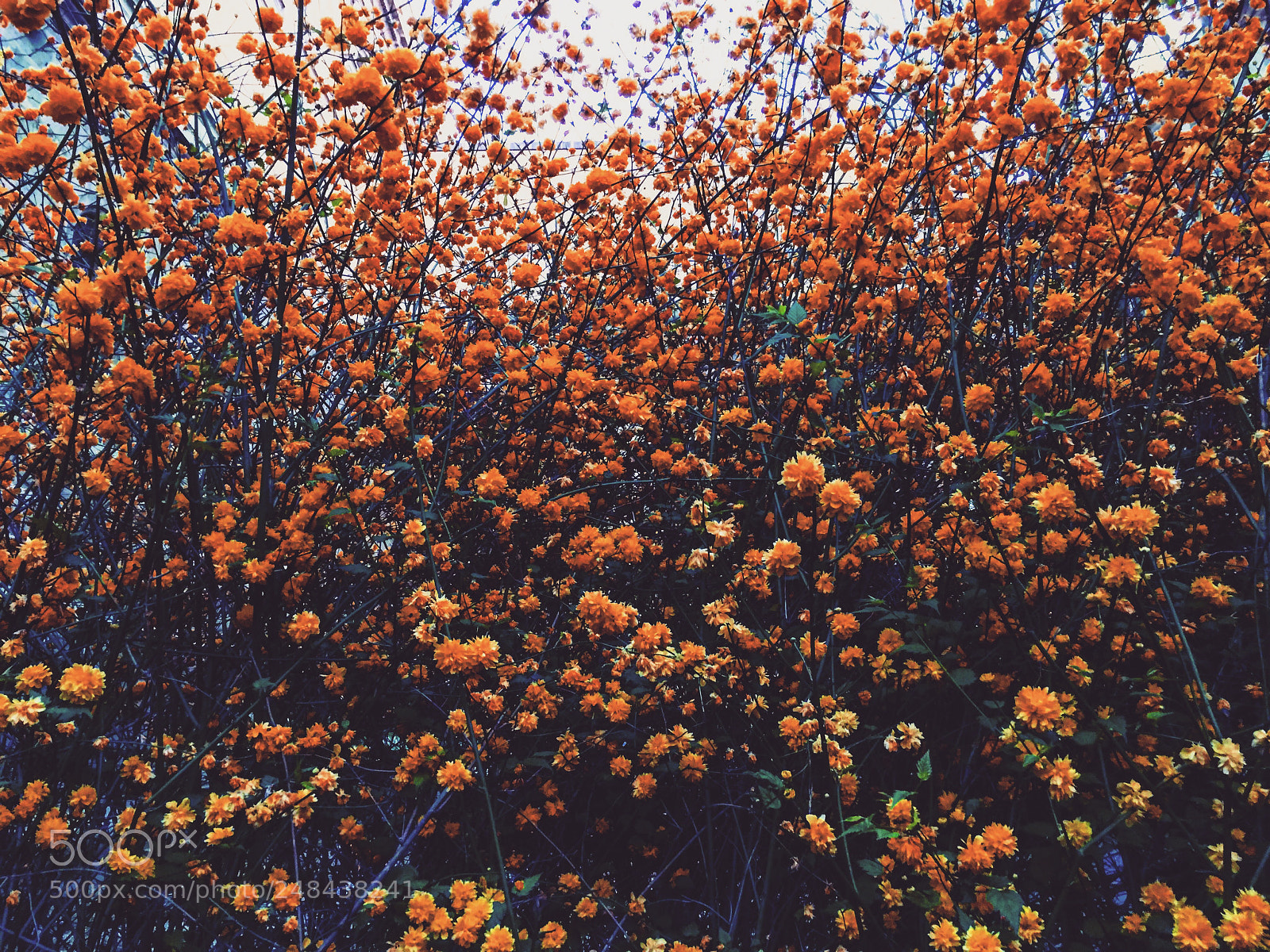 Apple iPhone 6s sample photo. Flowers photography