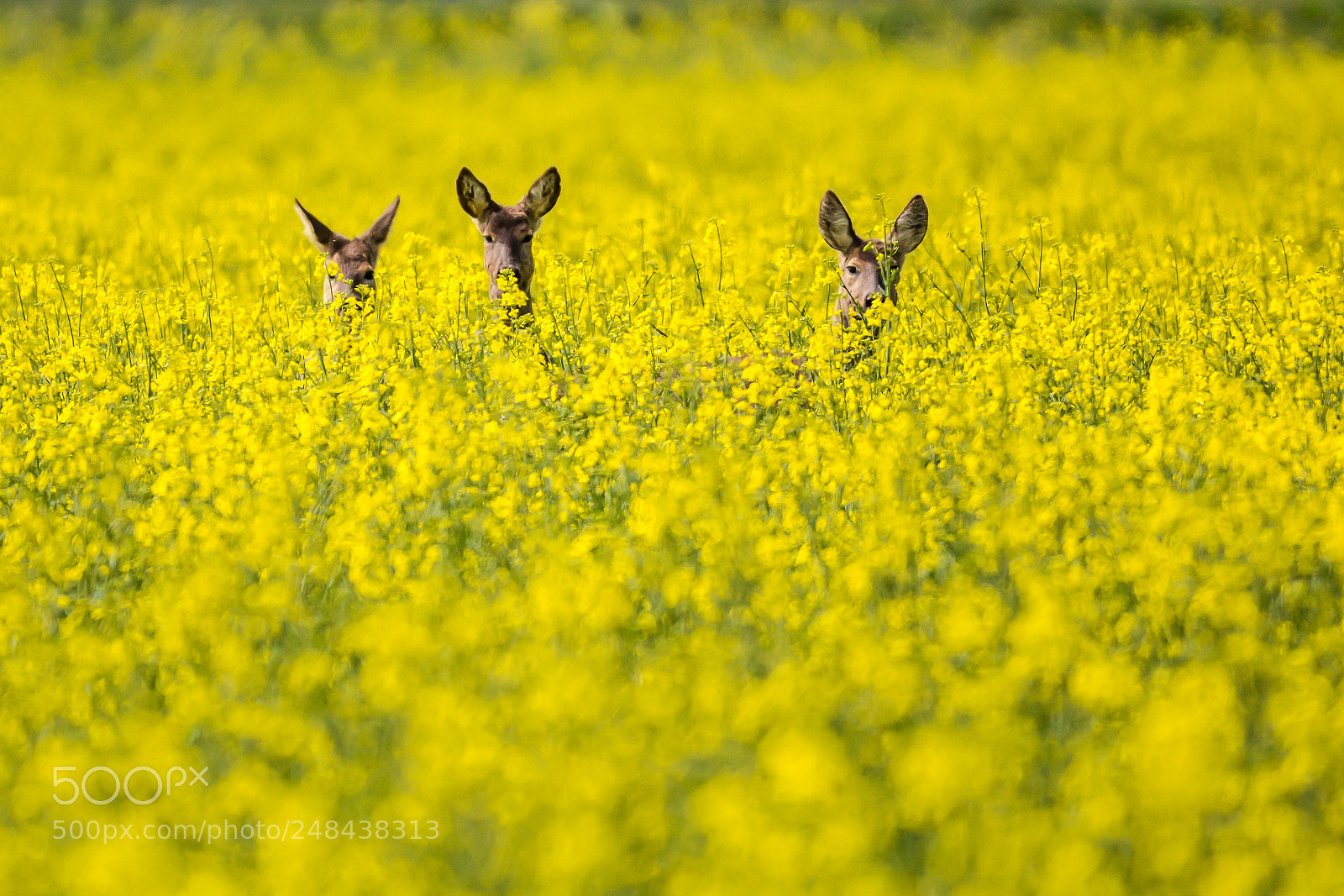 Nikon D7100 sample photo. Roe deer photography
