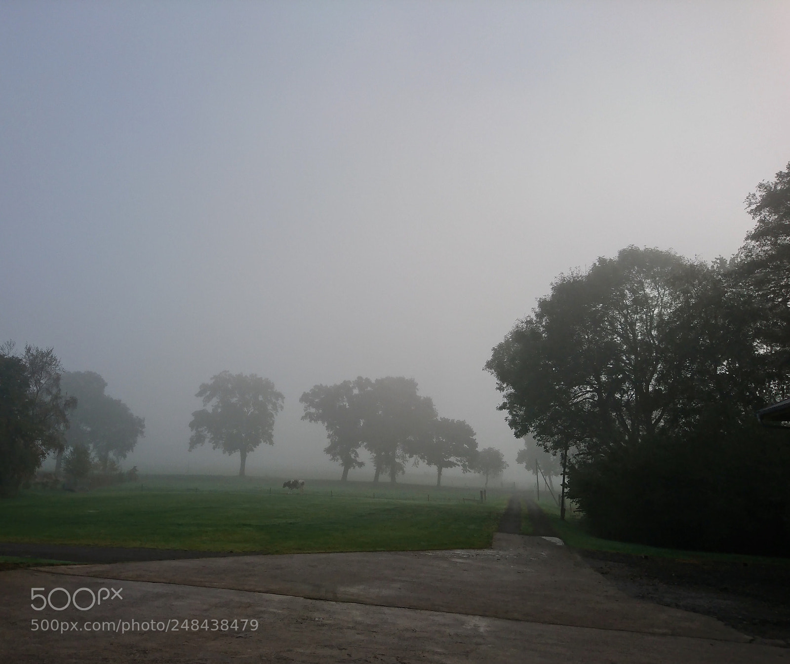 Sony Xperia XZ sample photo. Nebel photography