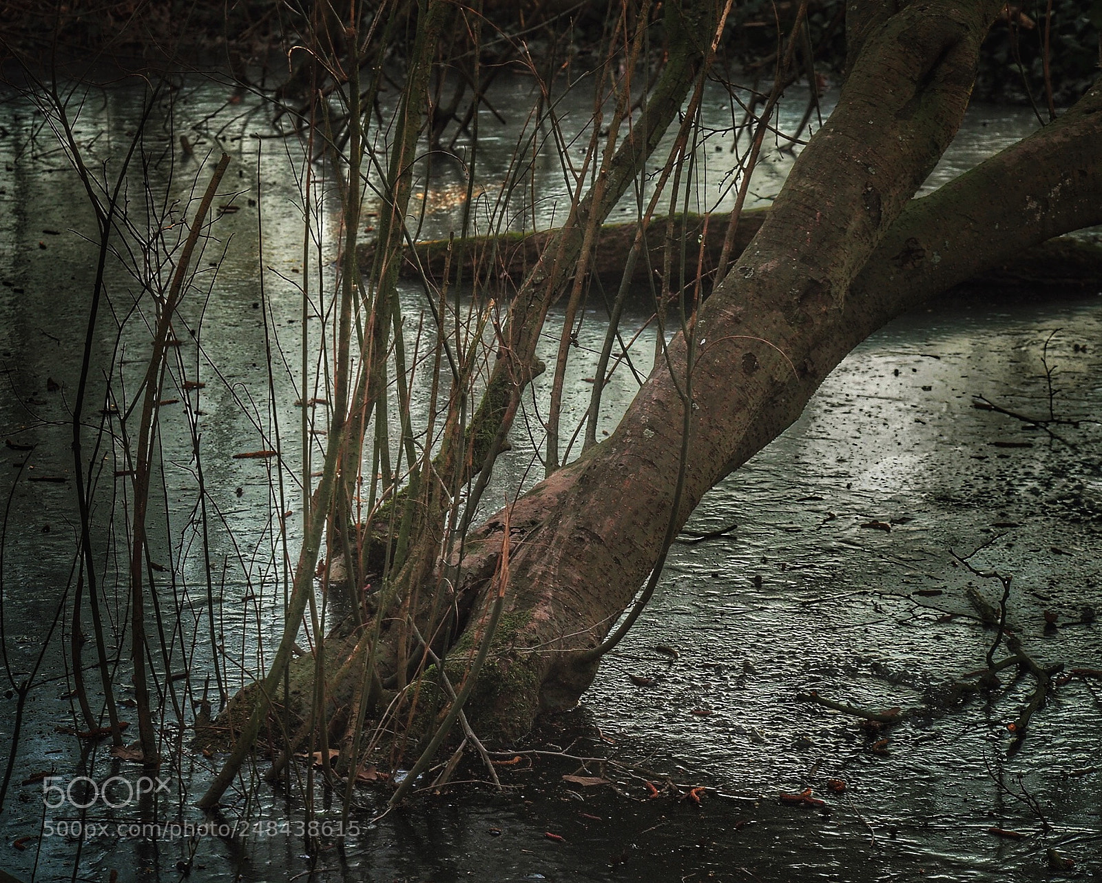 Olympus OM-D E-M10 II sample photo. Last days of winter photography