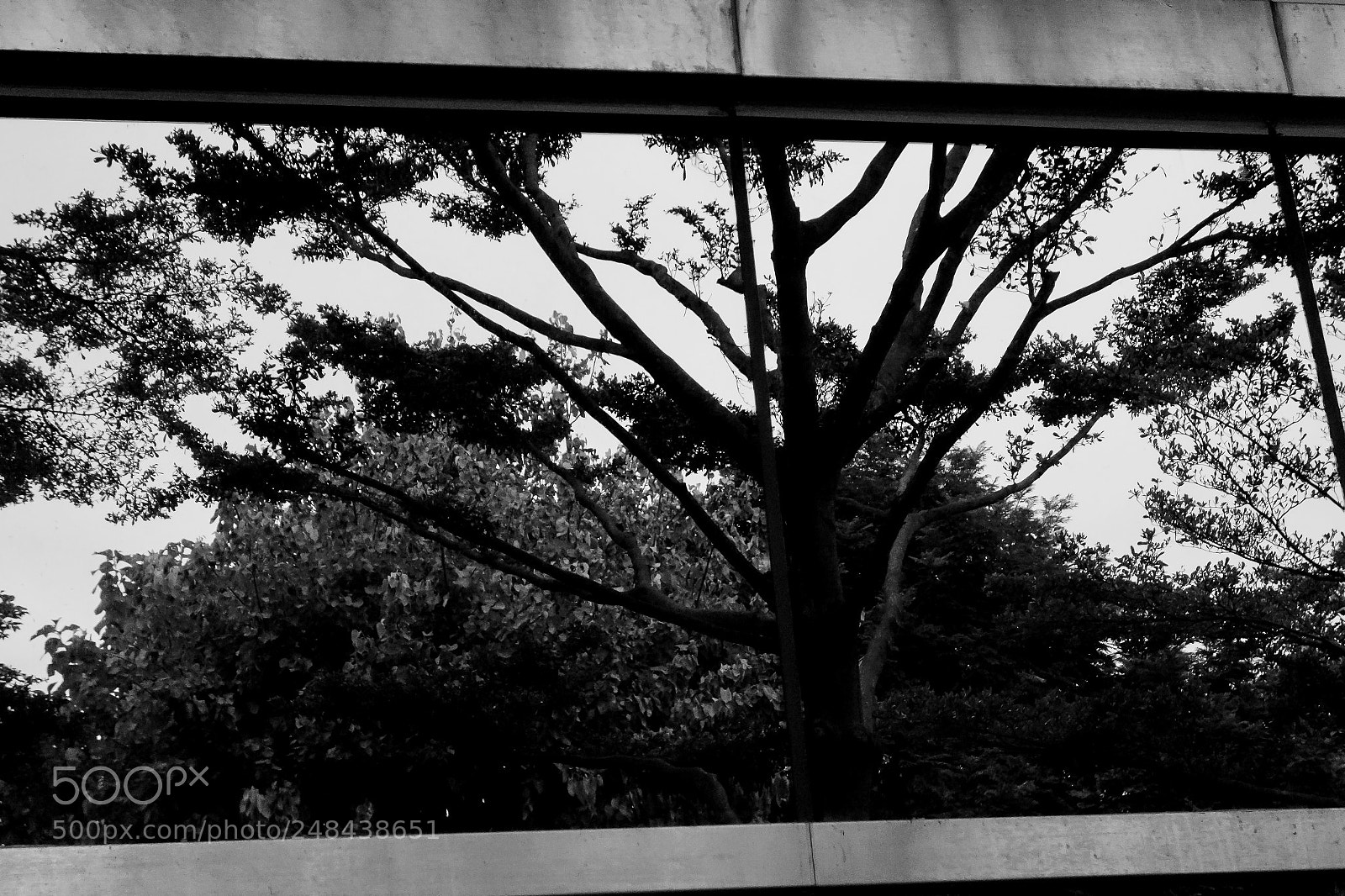 Sony Cyber-shot DSC-RX100 sample photo. Looking glass tree. photography