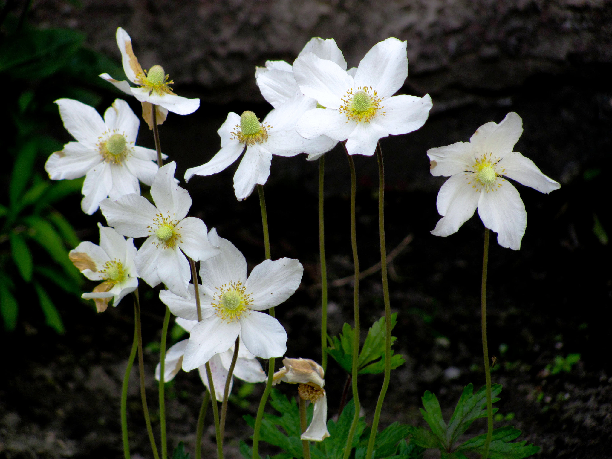 Canon PowerShot SX120 IS sample photo. White queen photography