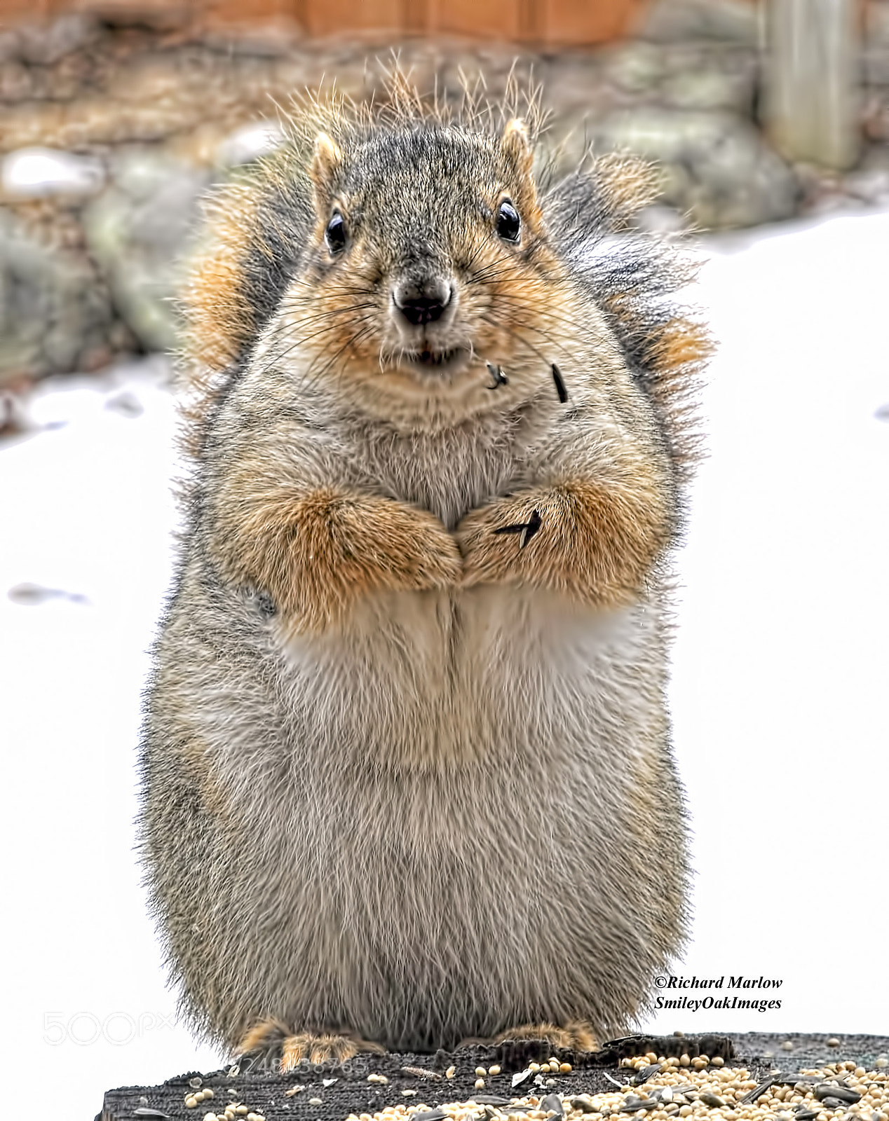 Nikon D5000 sample photo. Bird seed is fattening photography
