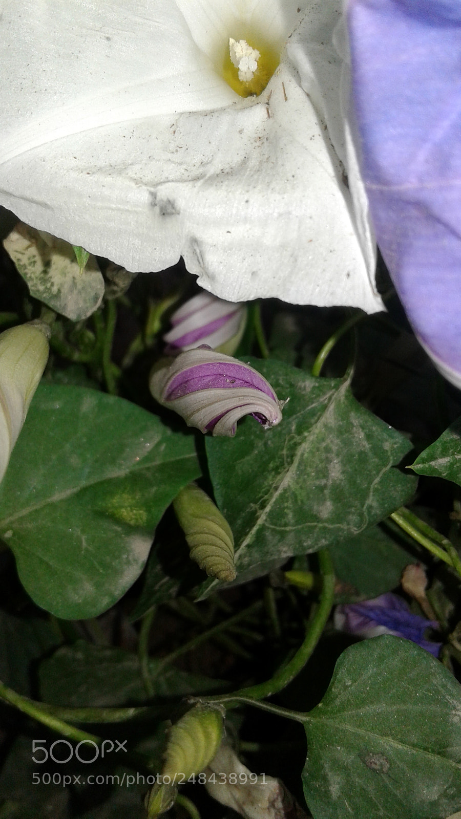 Samsung Galaxy J2 sample photo. Untitled photography