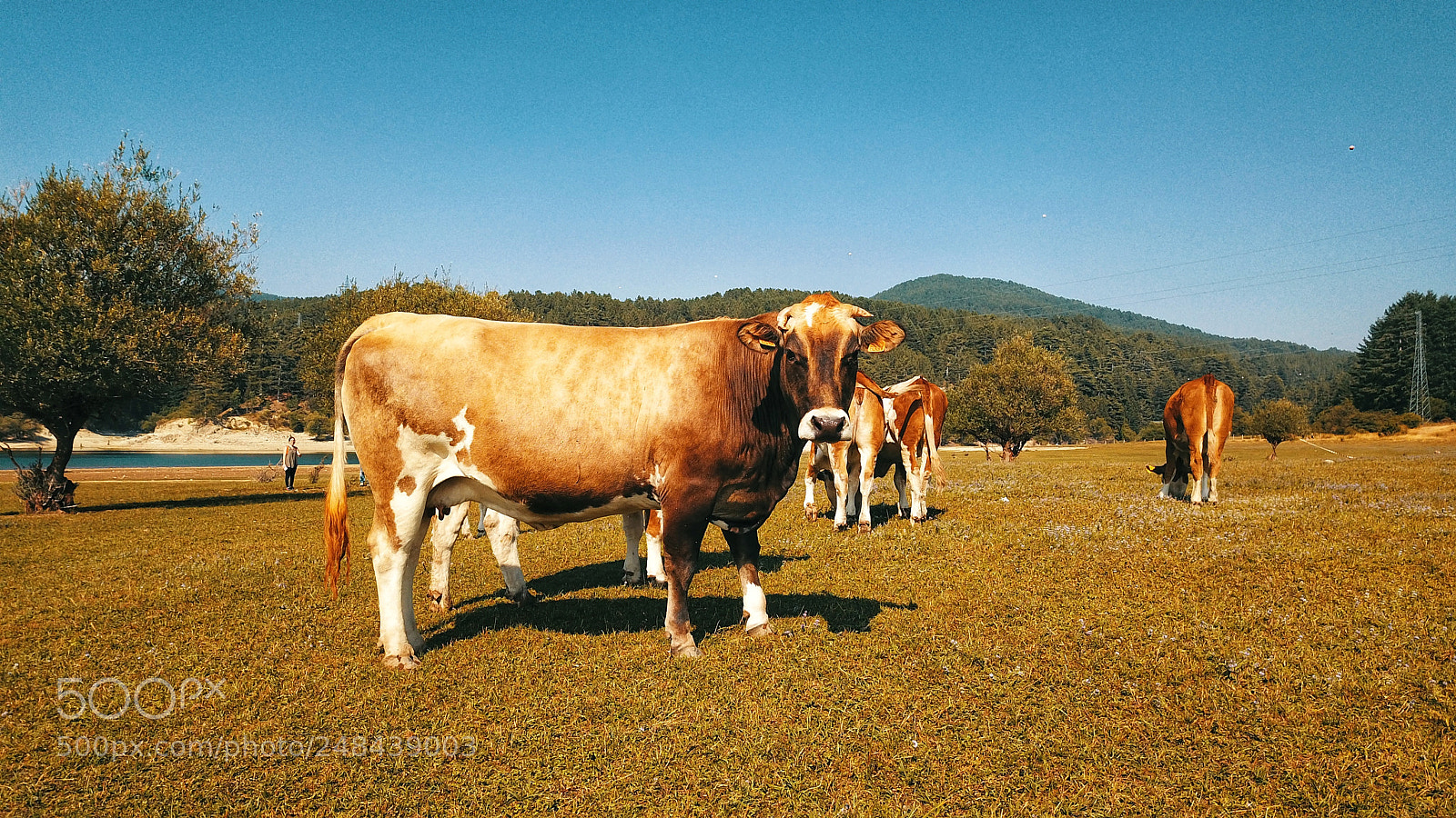 DJI FC220 sample photo. Cows on lake shore photography